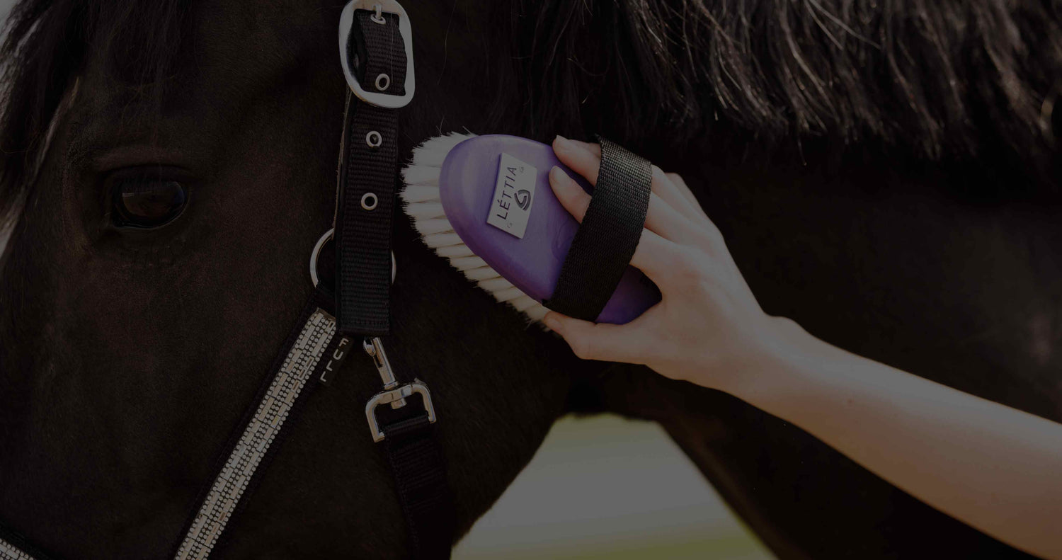 black horse being brushed with horse riding brushes