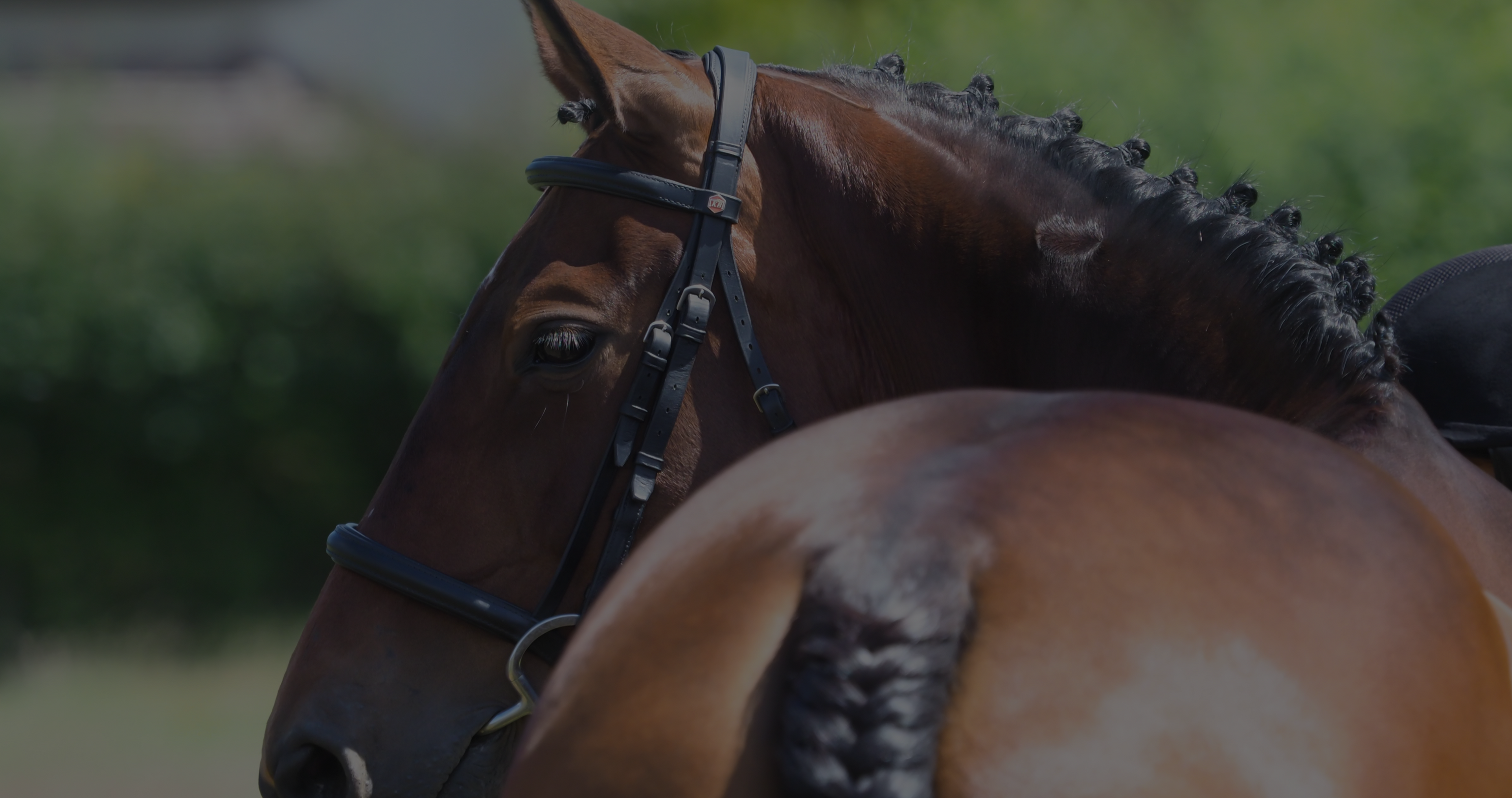 braided horse for competitions and pony shows