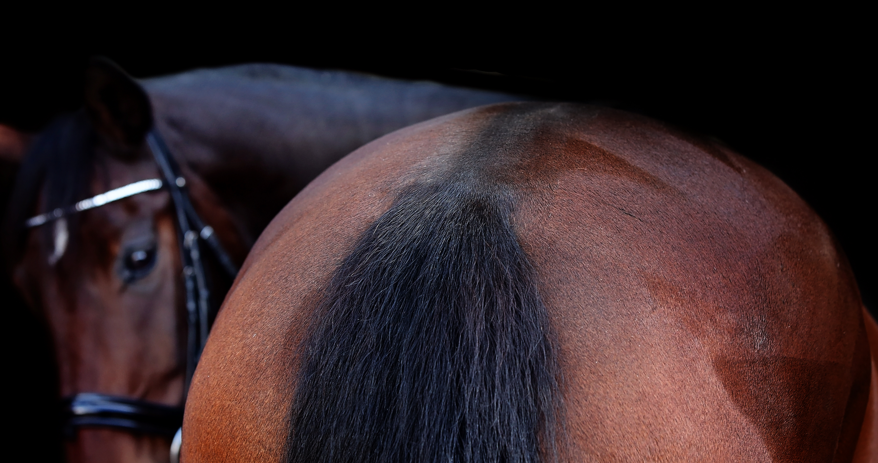 horse grooming, groom your horse, dark bay horse looking back towards camera