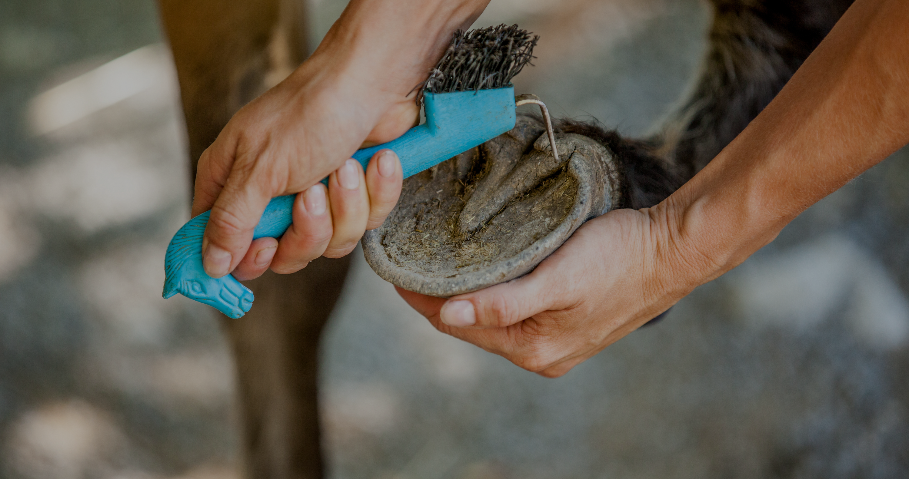 horse hoof