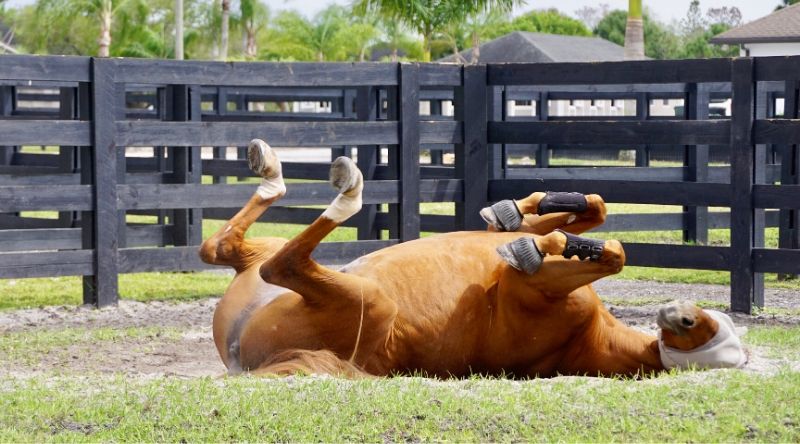 Ways for You and Your Horse to Keep Cool This Summer