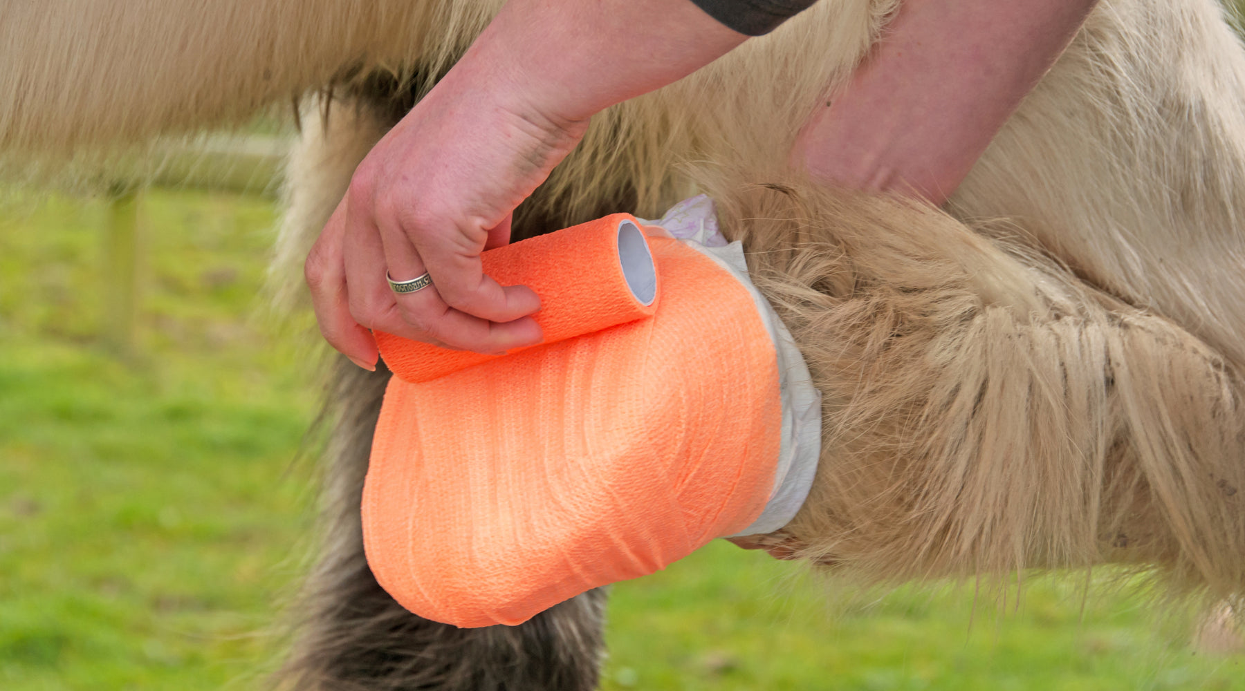 Equine First Aid and Emergency Plans