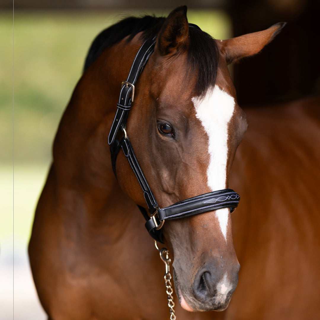 Henri de Rivel Stress Free Halter With Fancy Contrast Stitching