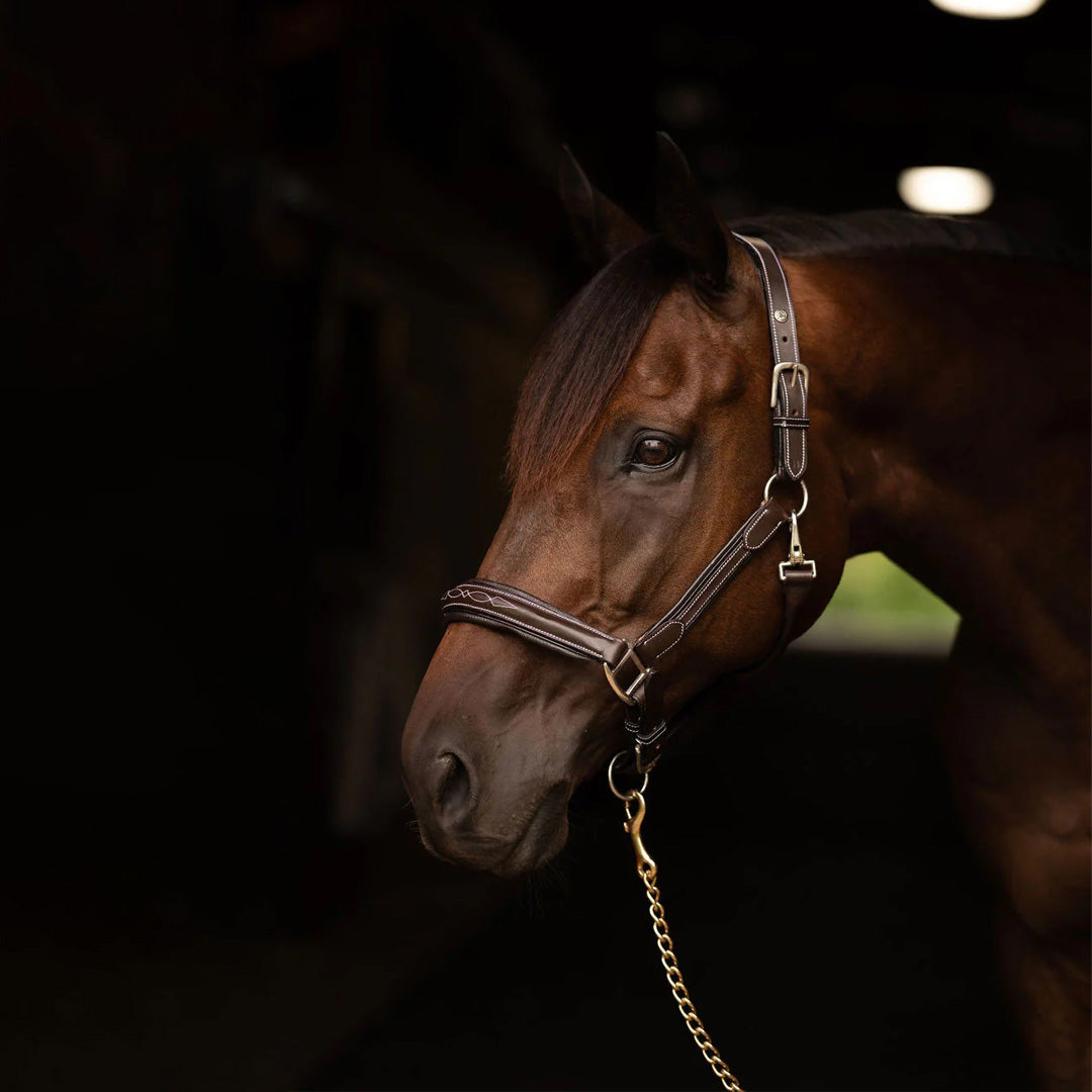 Henri de Rivel Stress Free Halter With Fancy Contrast Stitching