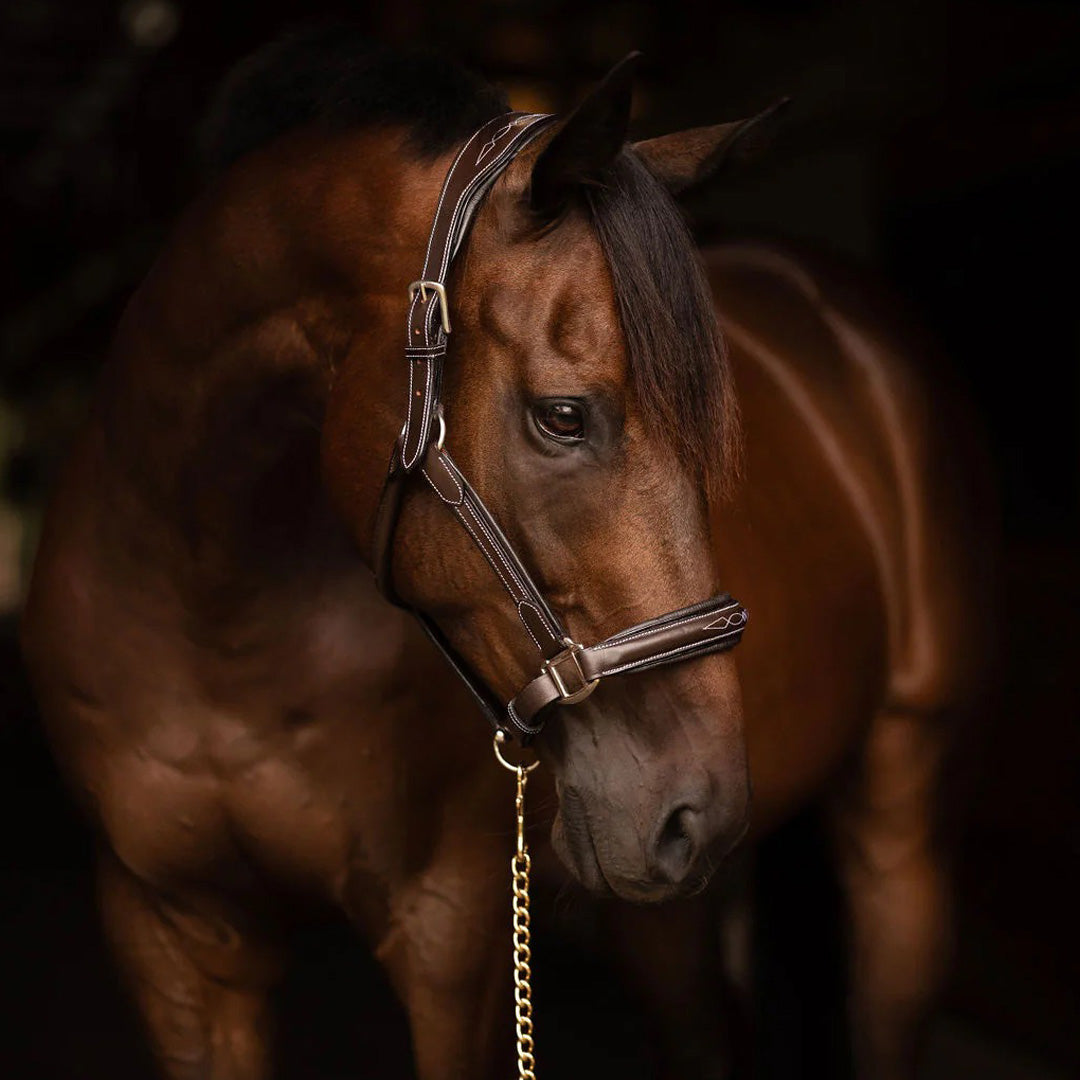 Henri de Rivel Stress Free Halter With Fancy Contrast Stitching