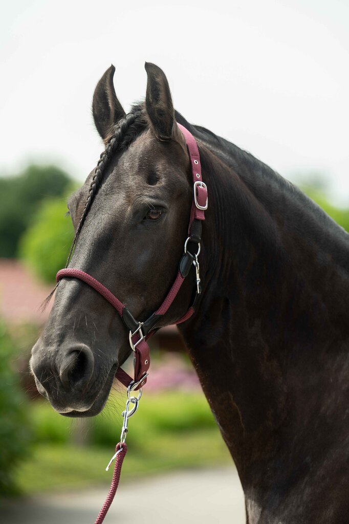 HKM Carlotta Head Collar - Breeches.com