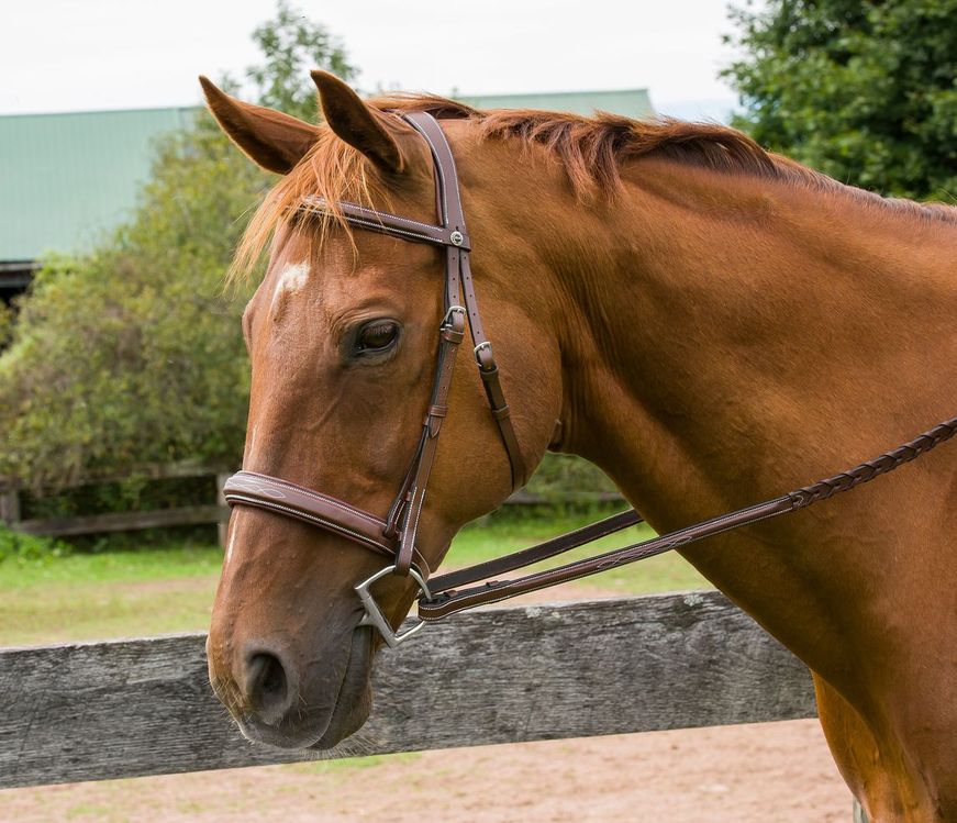 Henri de Rivel Pro Mono Crown Bridle with Padded Wide Noseband  with Laced Reins - Breeches.com