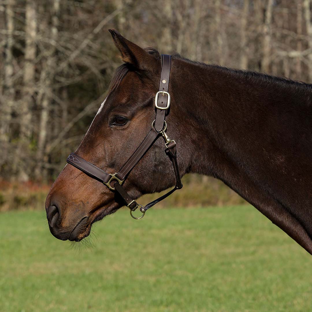 Henri de Rivel Pro Fancy Padded Rolled Throat Triple Stitched Halter - Breeches.com