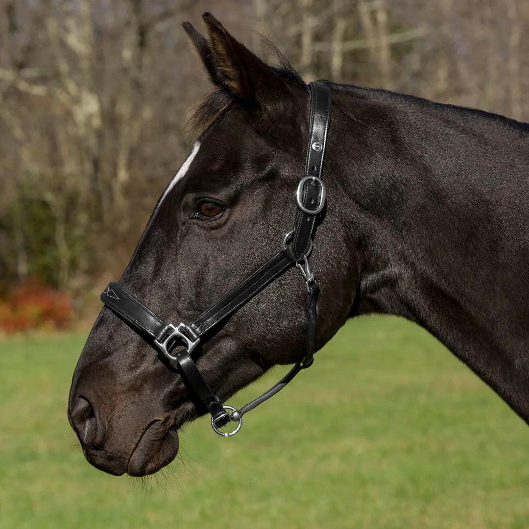 Henri de Rivel Pro Fancy Padded Rolled Throat Triple Stitched Halter - Breeches.com