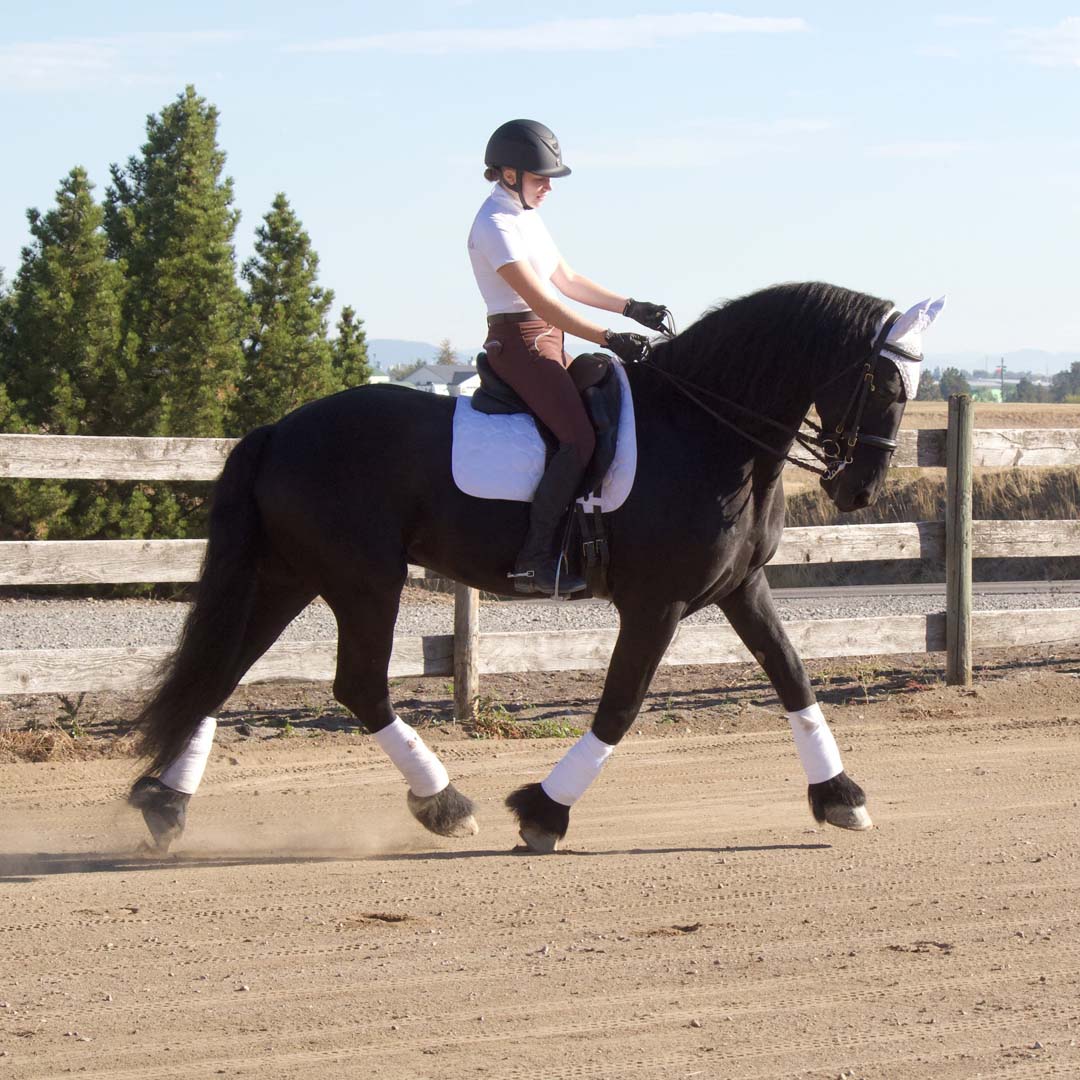 Equine Couture Fly Bonnet with Pearls and Crystals - Breeches.com