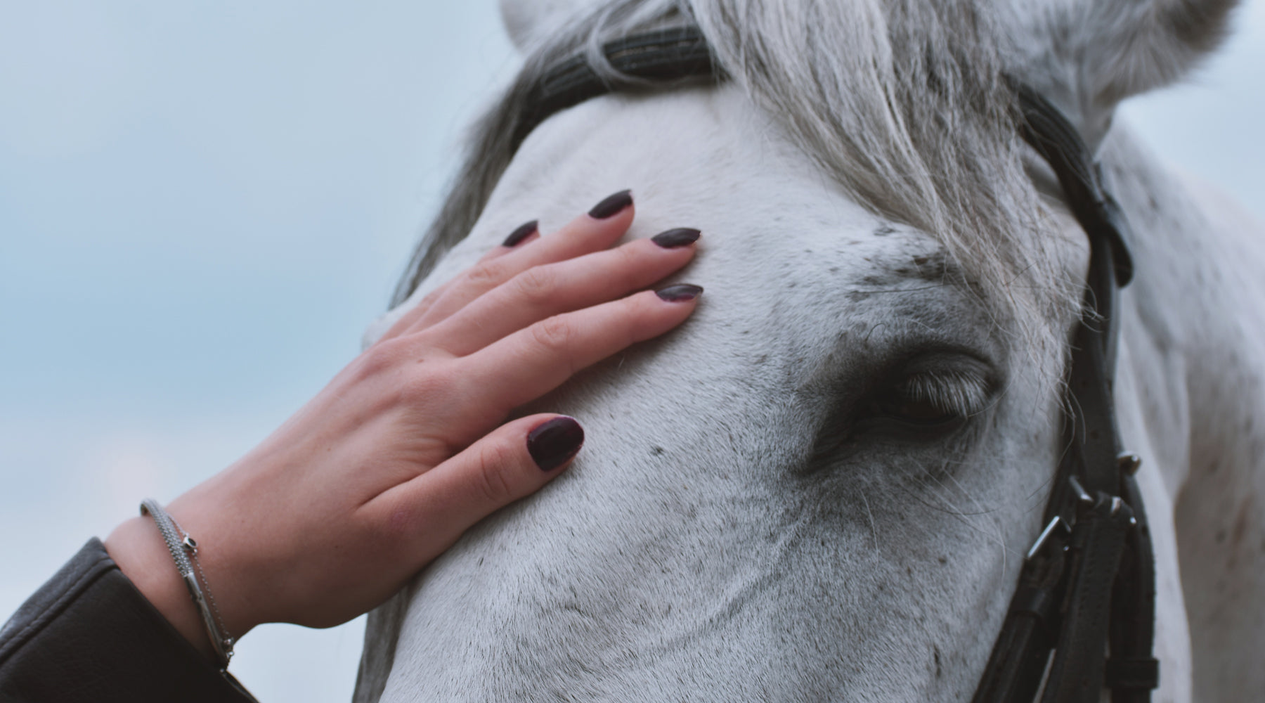 How to Care for Your Horse - Horse care Guide