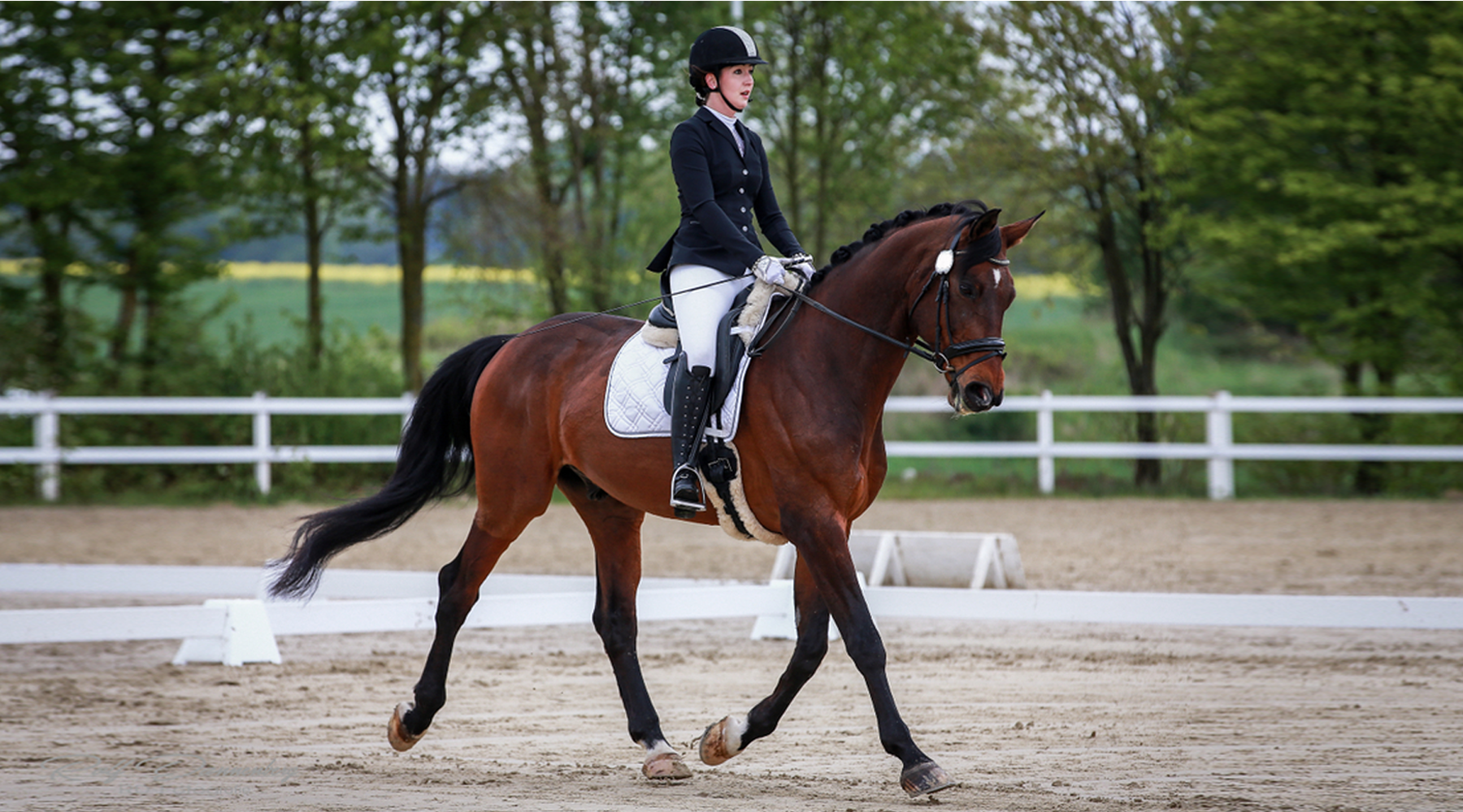 The Reign of Dressage Queens and What They Need In the Show Ring