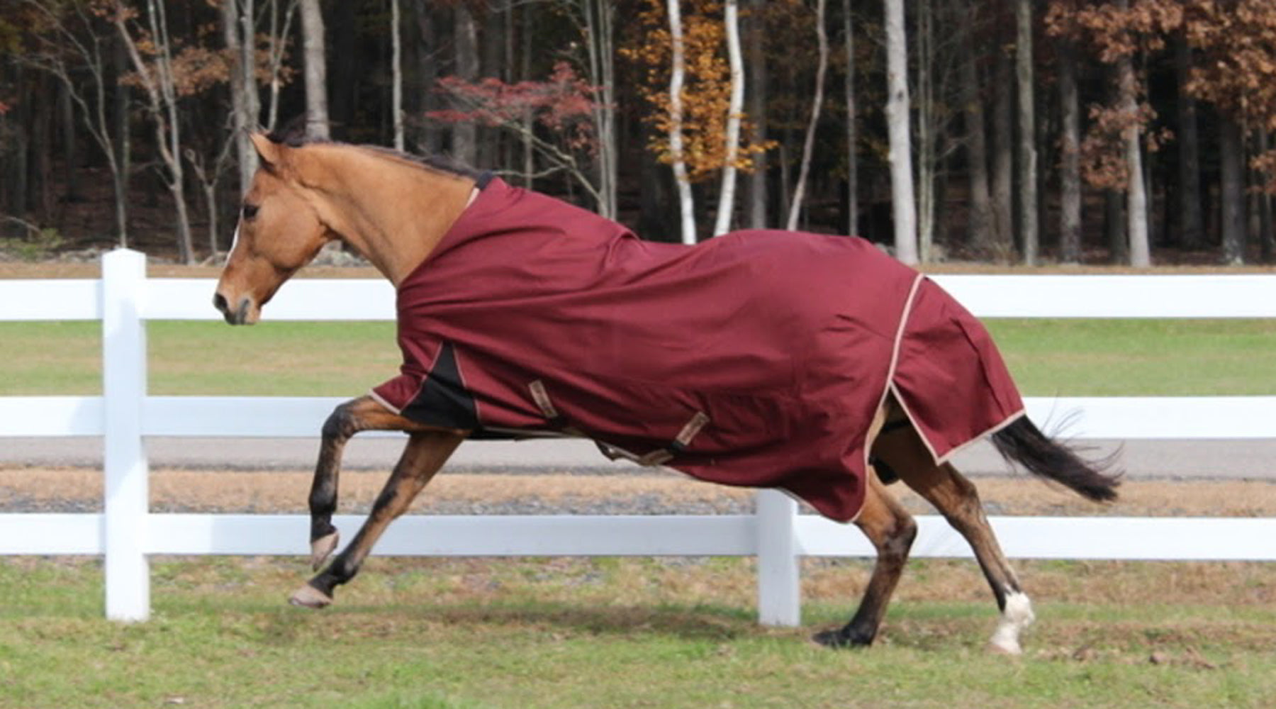 Does My Horse Need A Blanket?  A Guide to Turnout Horse Blanket /Sheets