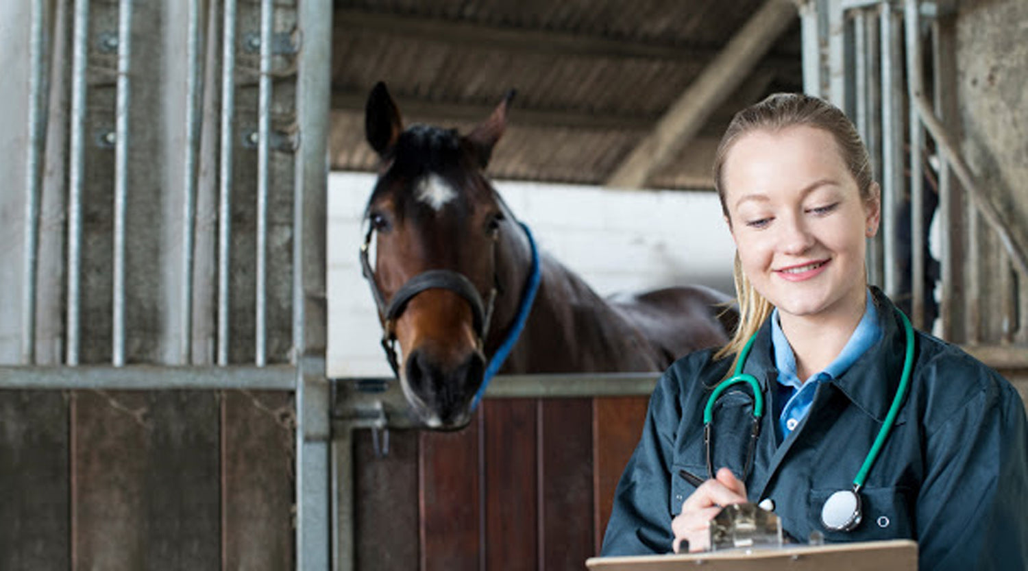 Entering the Equine Industry: Career Guide