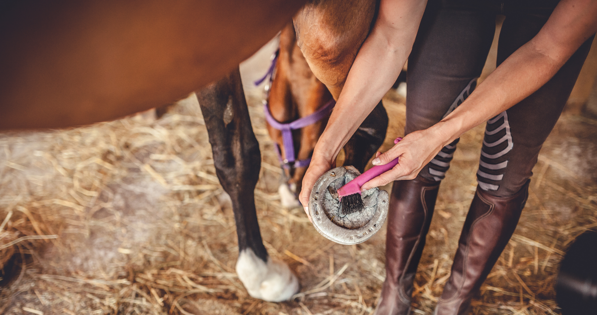 No Hoof, No Horse: Summer Hoof Care Essentials