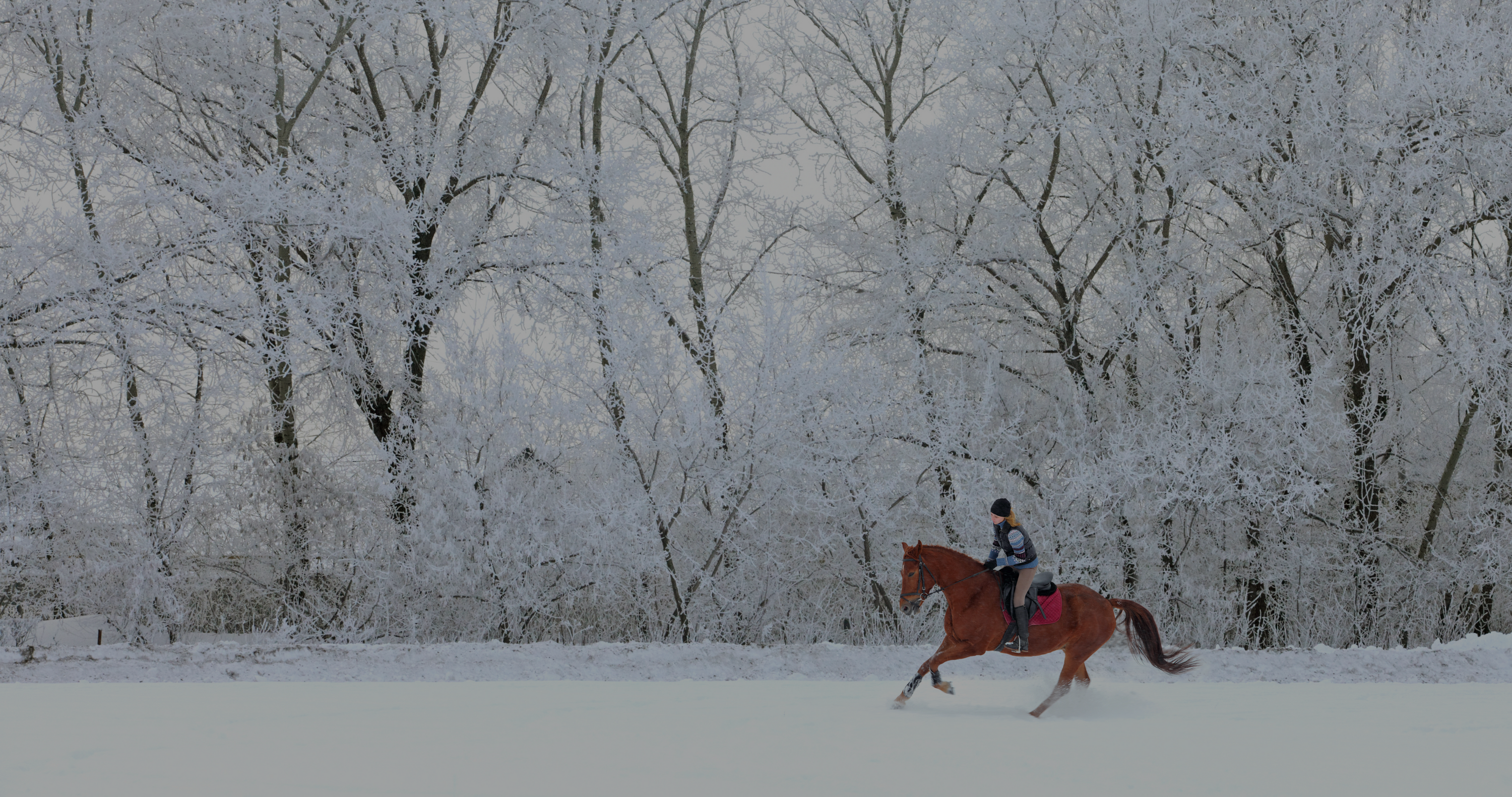 chestnut horse and rider galloping through snow, black friday sale, black friday deals, equestrian black friday