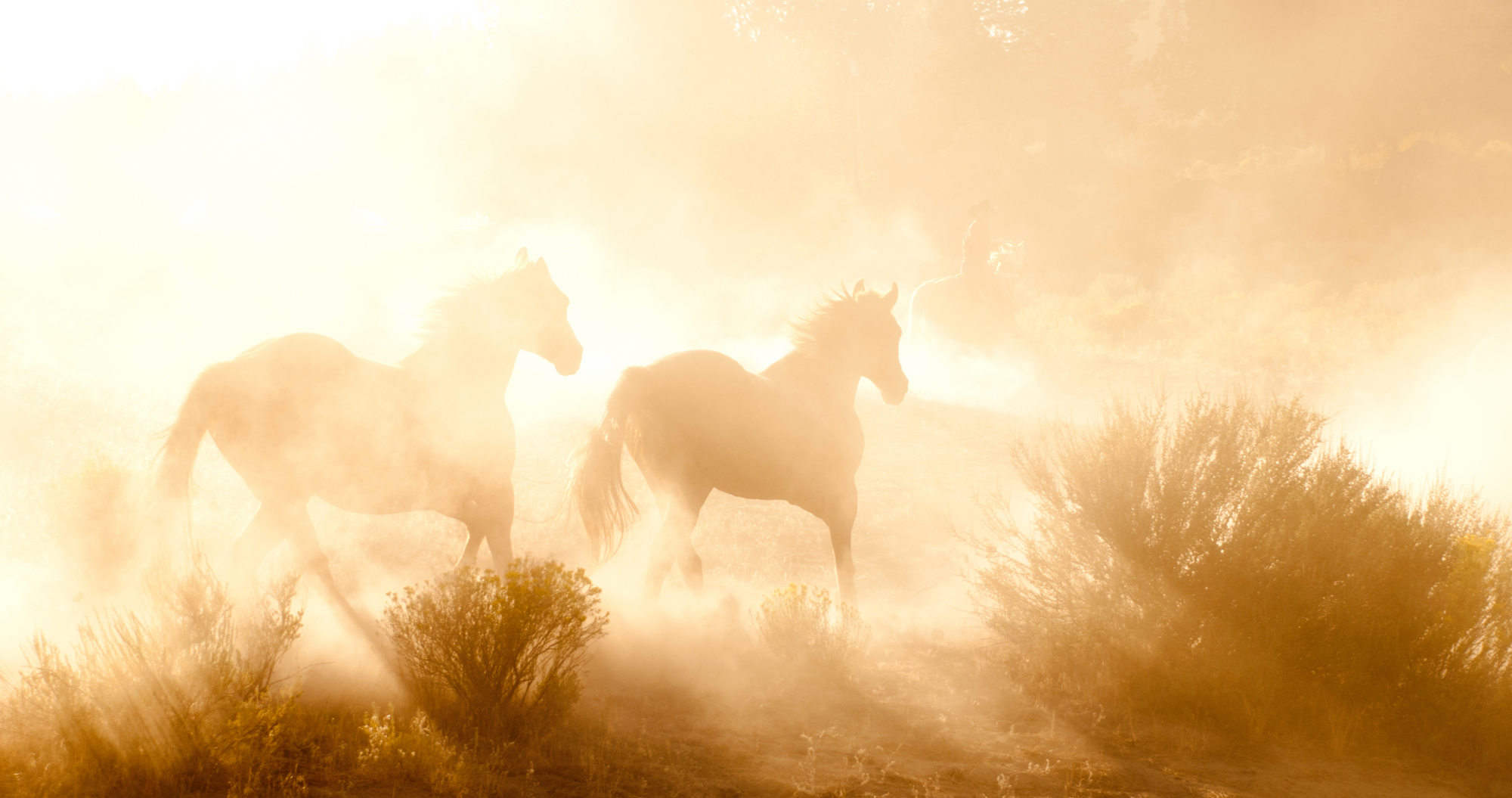 Too Hot to Ride? Here’s What You Can Do with Your Horse