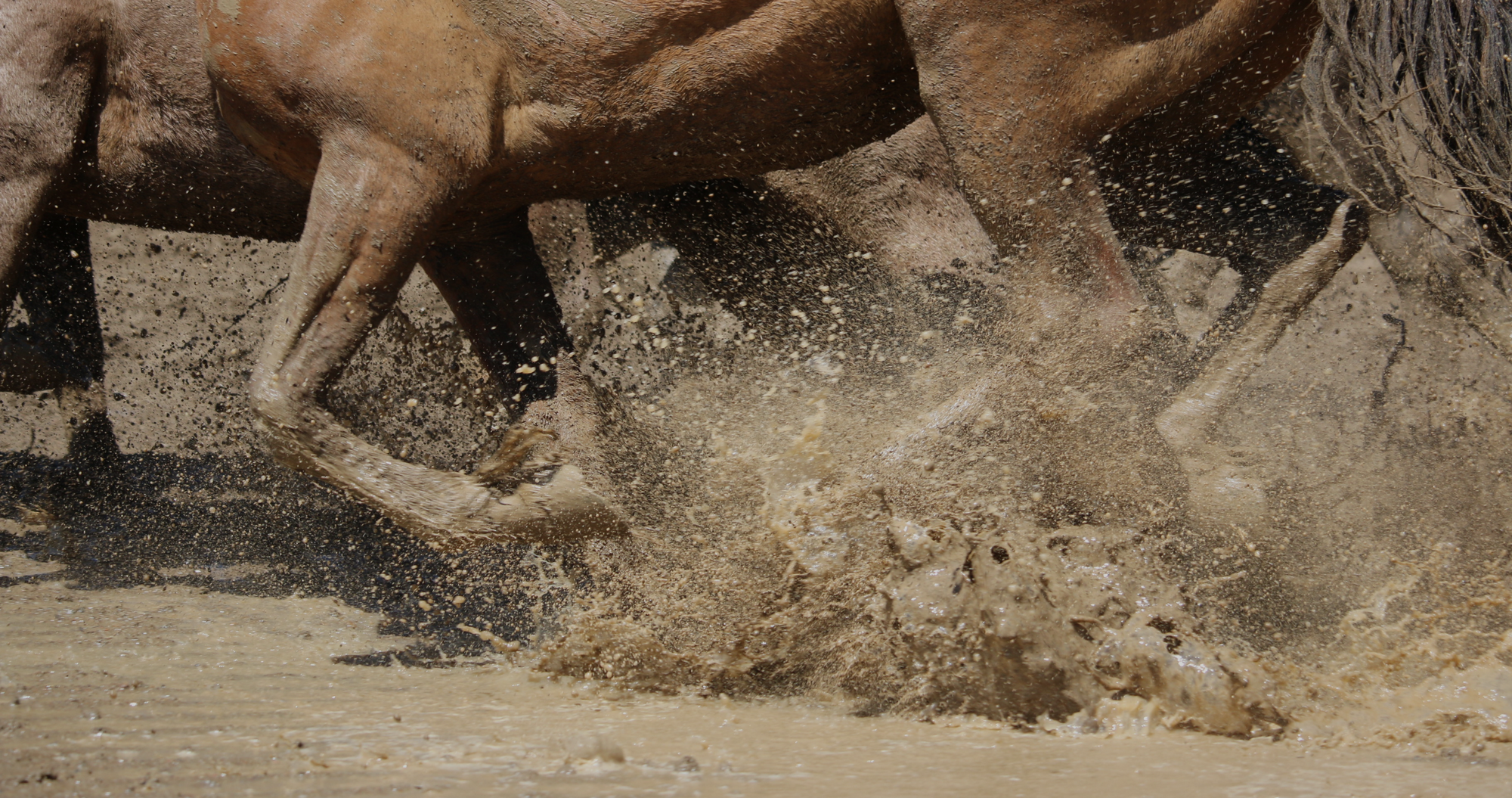 herd of horses running through mud. Mud fever in horses