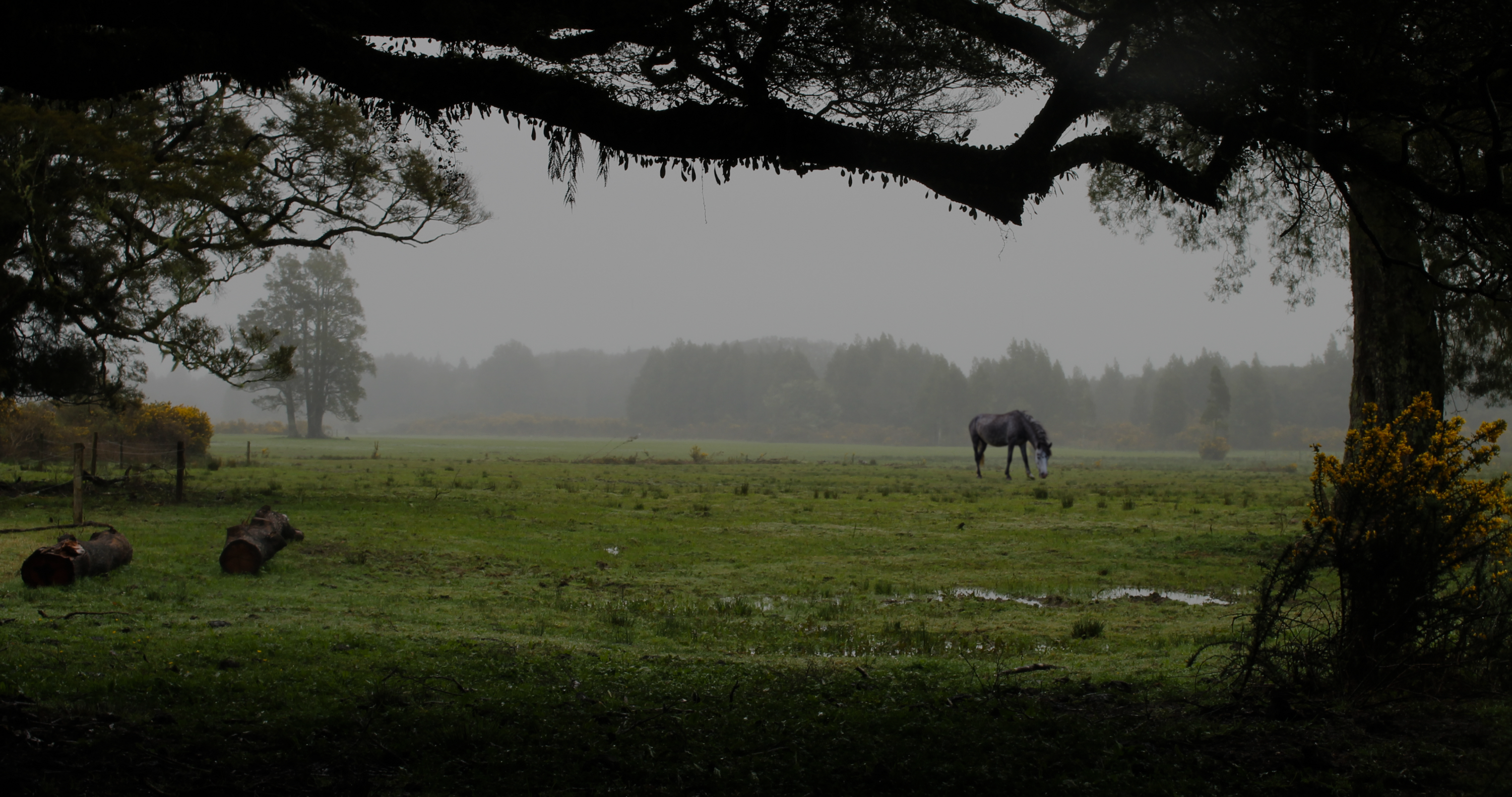 equestrian riding gear and horse trail riding gear for rainy days, grey pony grazes in a green pasture on a rainy day