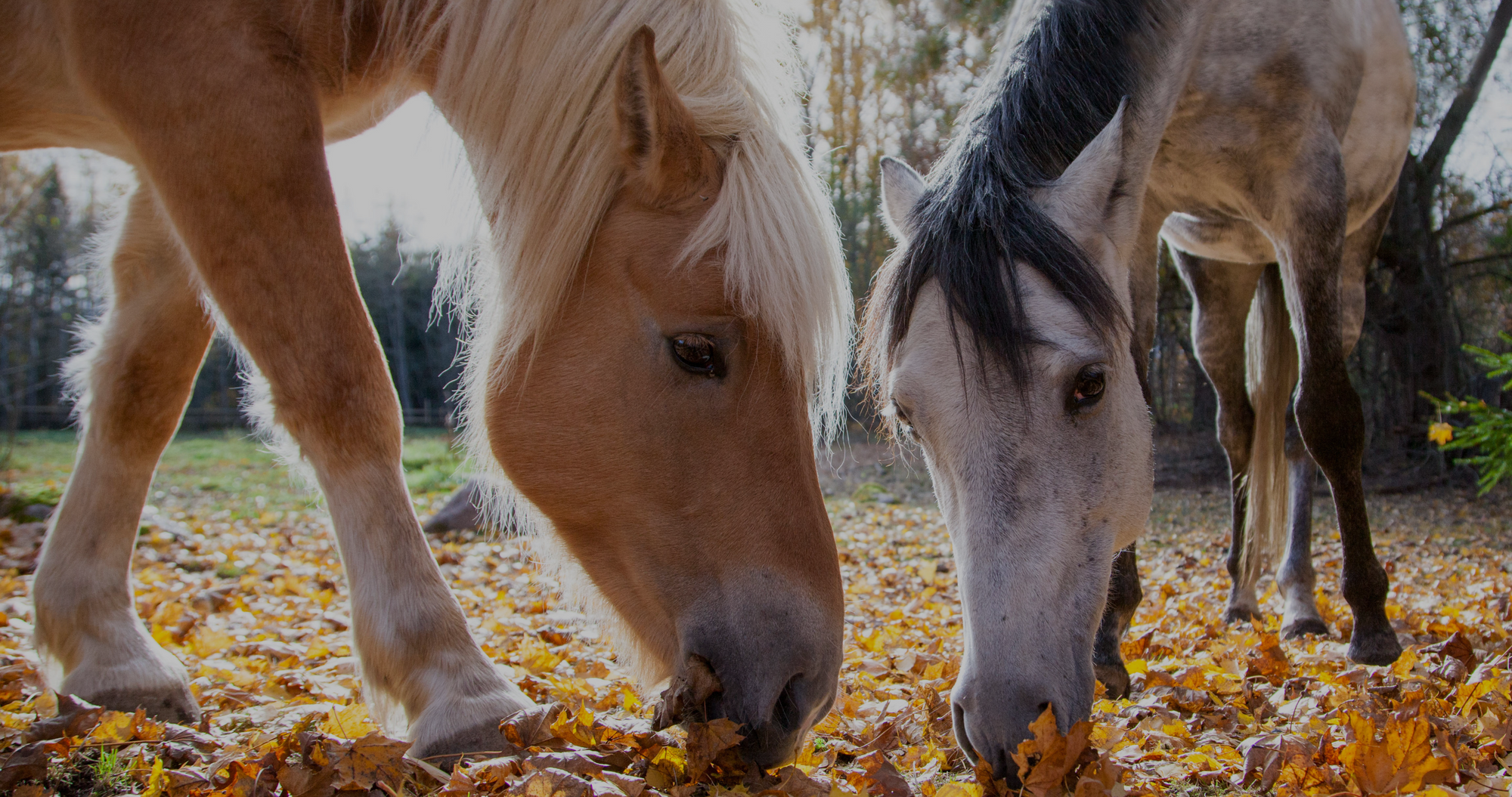 Fall Horse Hoof Care Tips