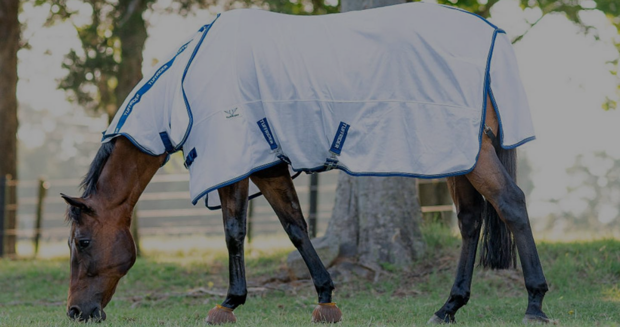 bay horse grazing, wearing a mesh fly sheet for horses, the best fly sheet for horses