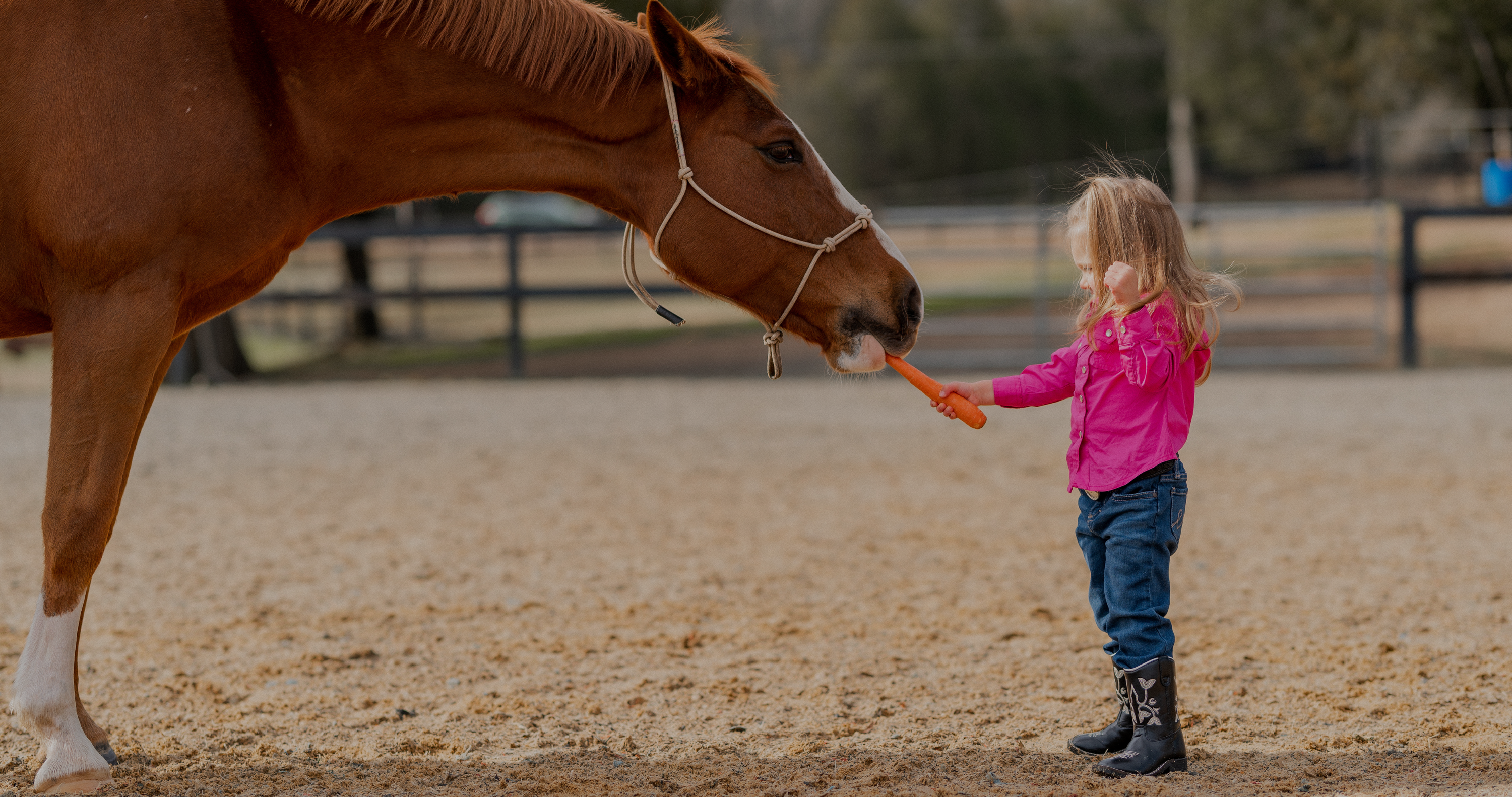little girl feeding carrot to chestnut horse, horse themed gifts for kids