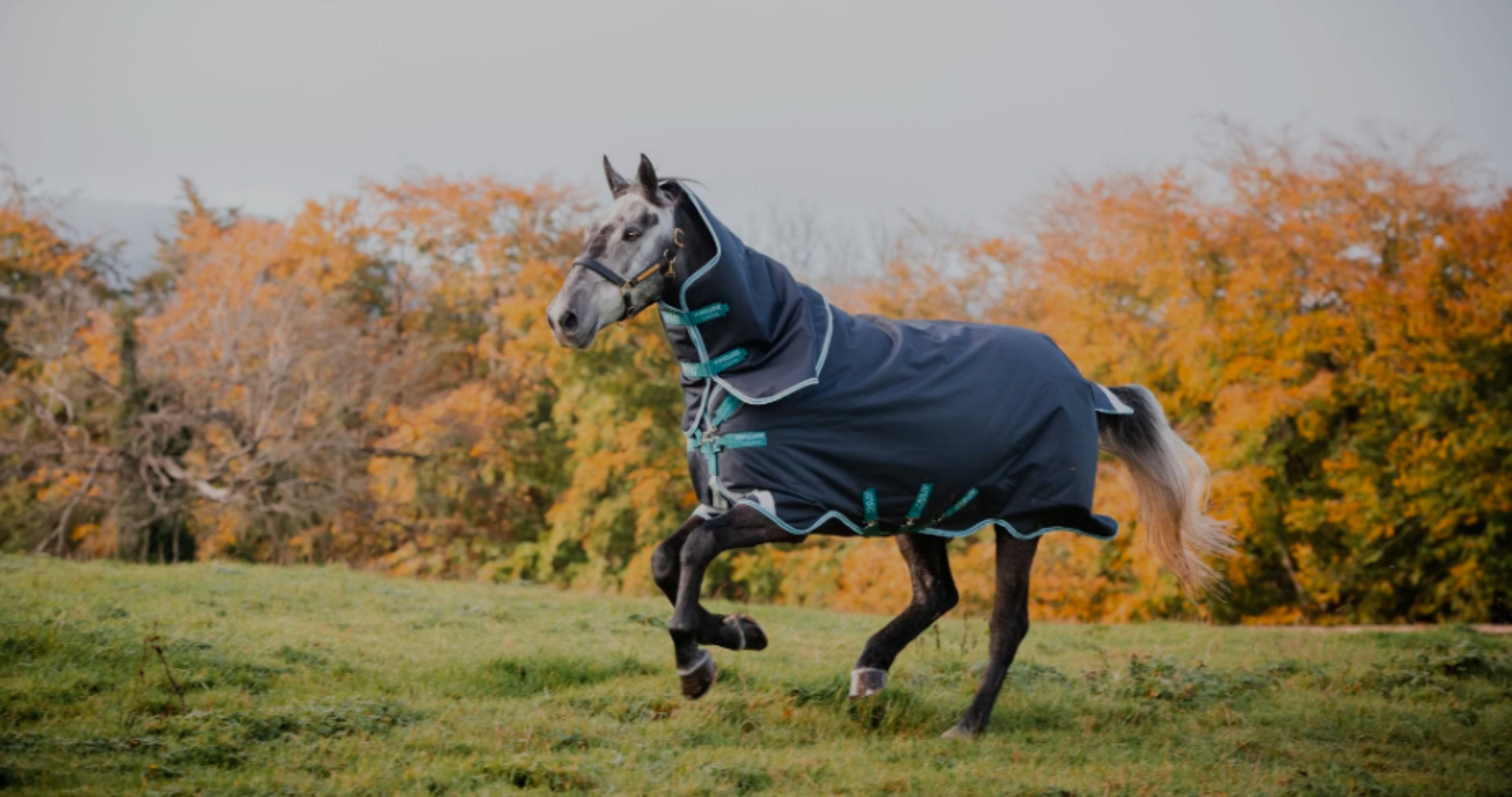 winter horse blankets