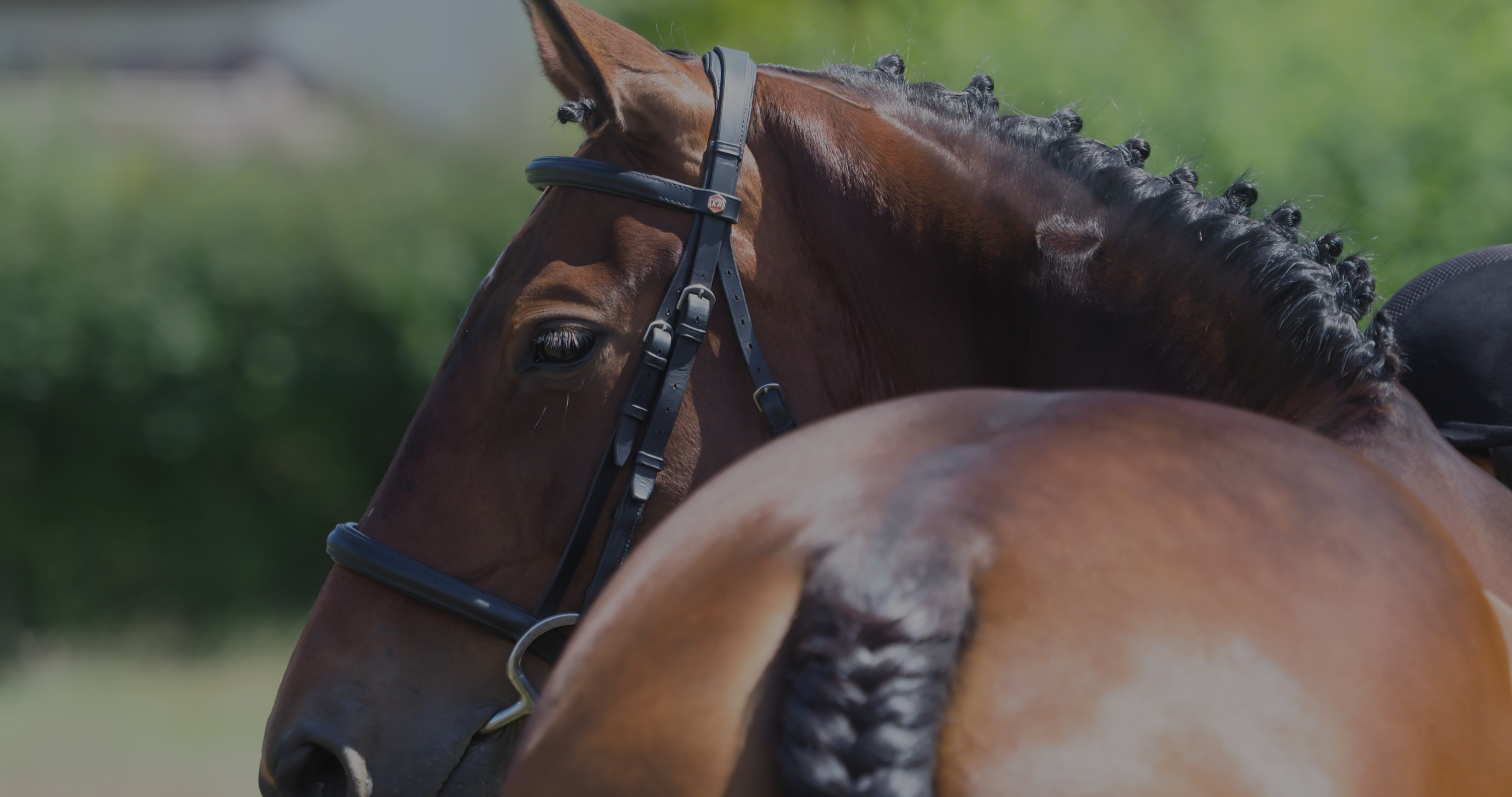 bay horse braided for a horse show