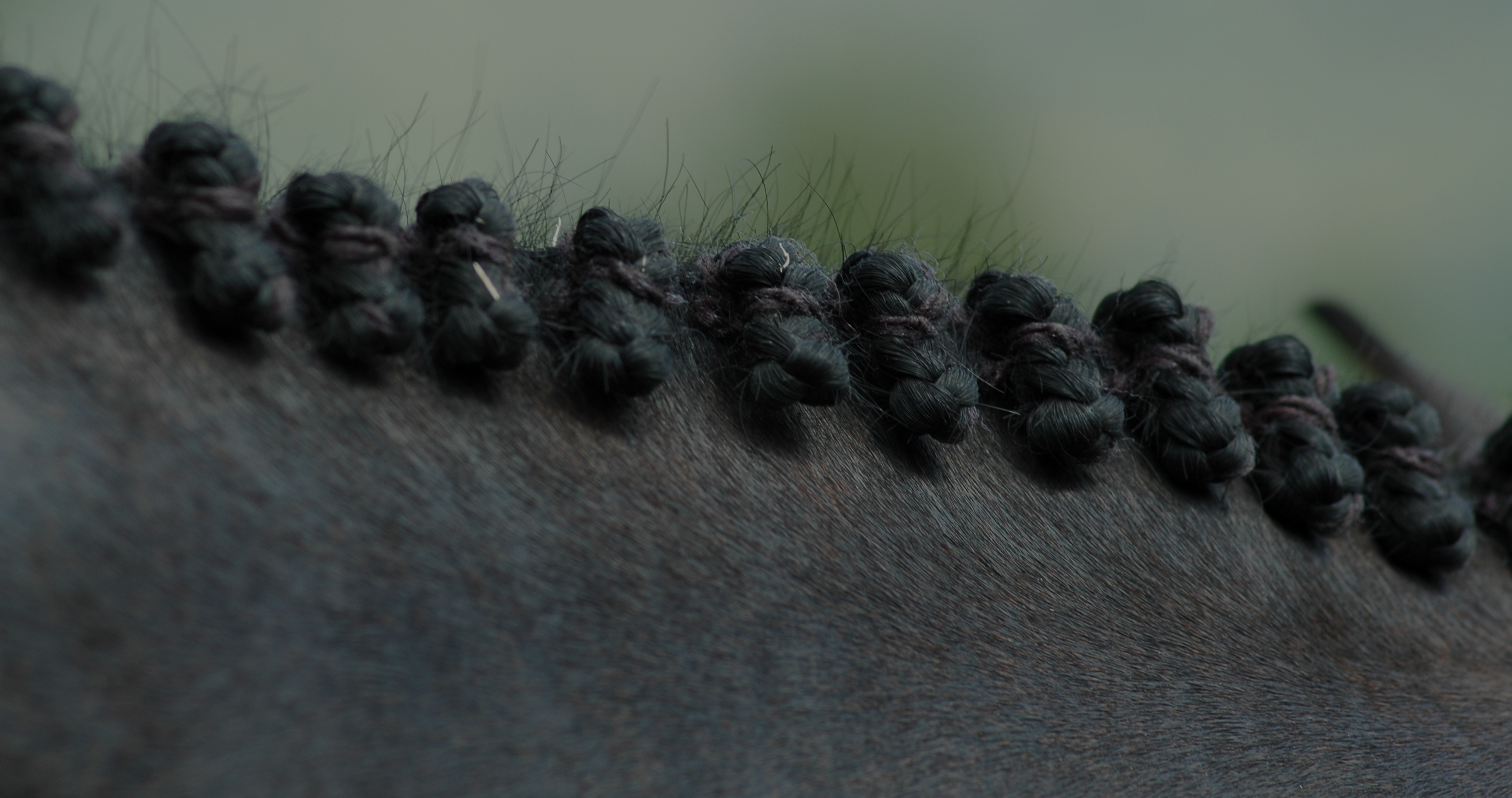 horse show braids, horse mane braids for hunter horses