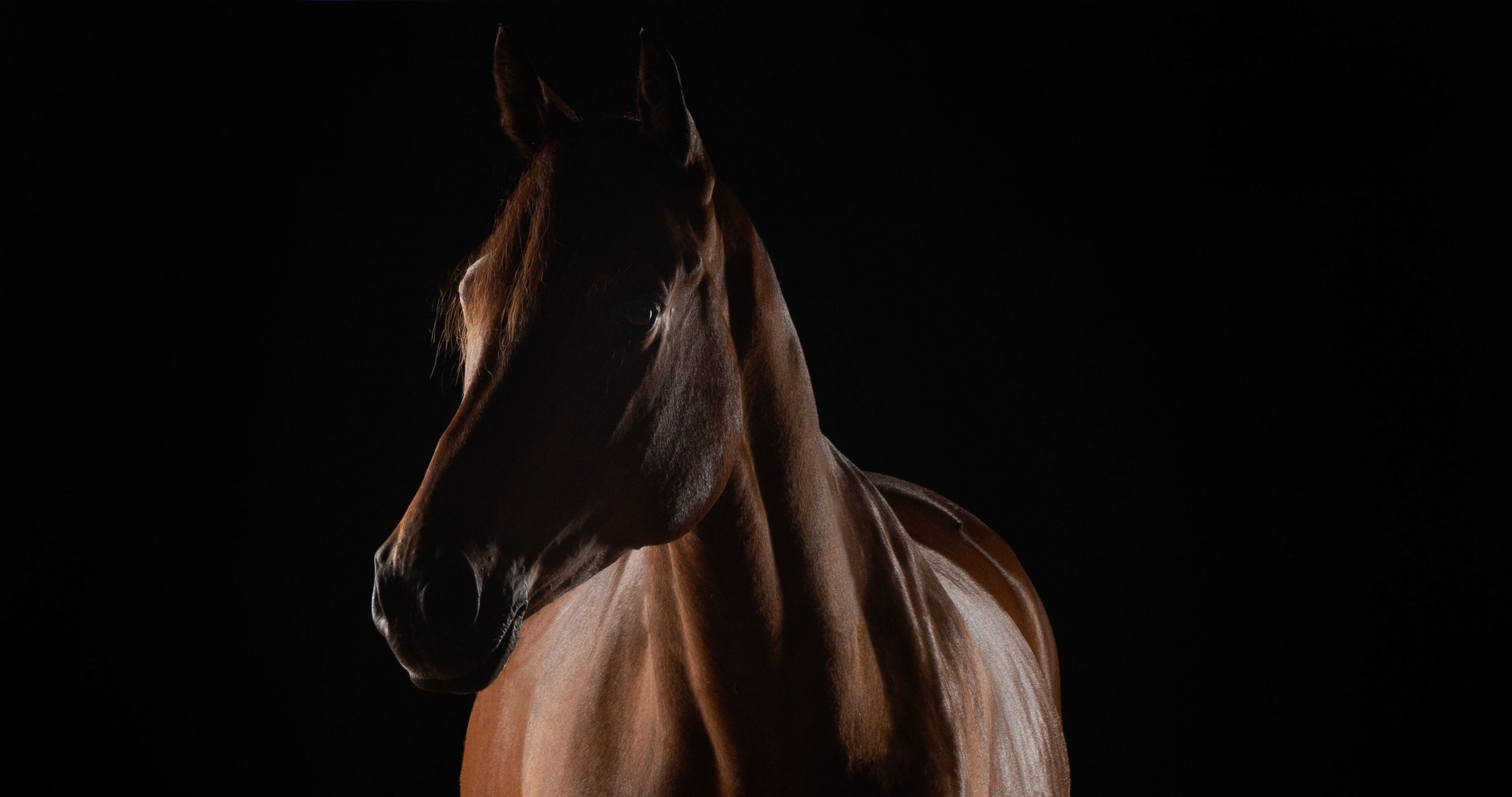 Tariffs, equestrian apparel