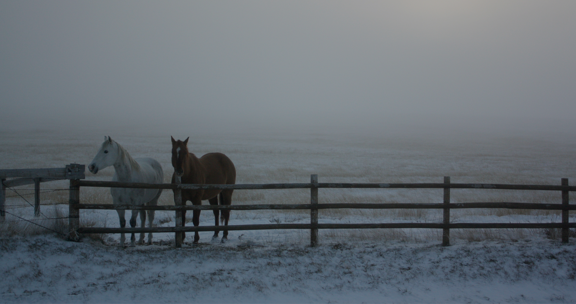 horses in cold weather, horses in the cold