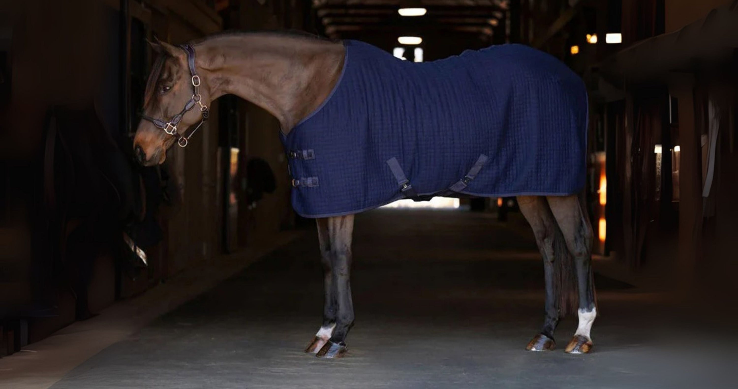 bay horse stands in a dark barn aisle wearing a winter horse blanket