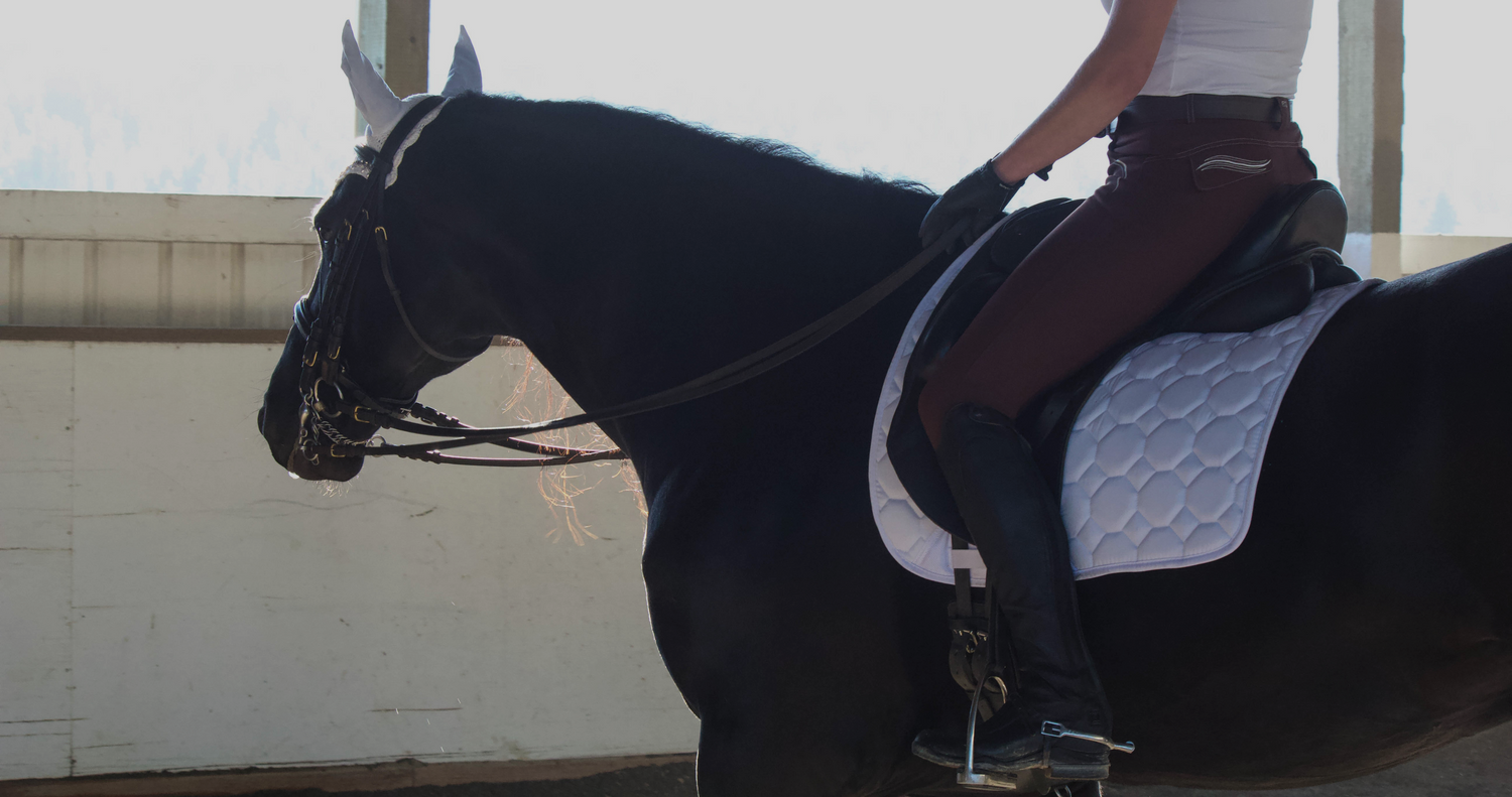 black dressage horse under saddle, positive reinforcement training
