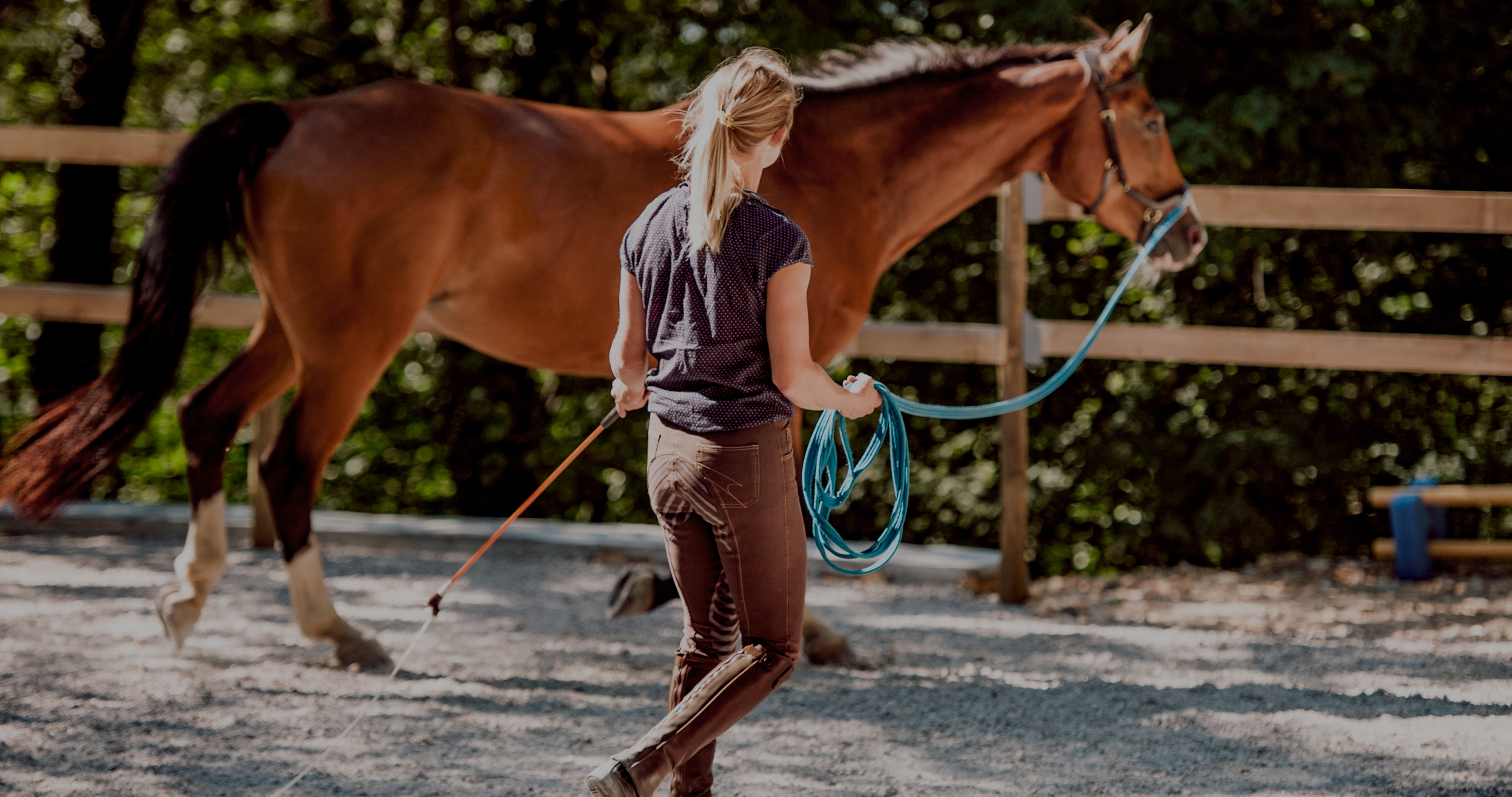 groundwork for the competition horse, horse training aids, horse training whip