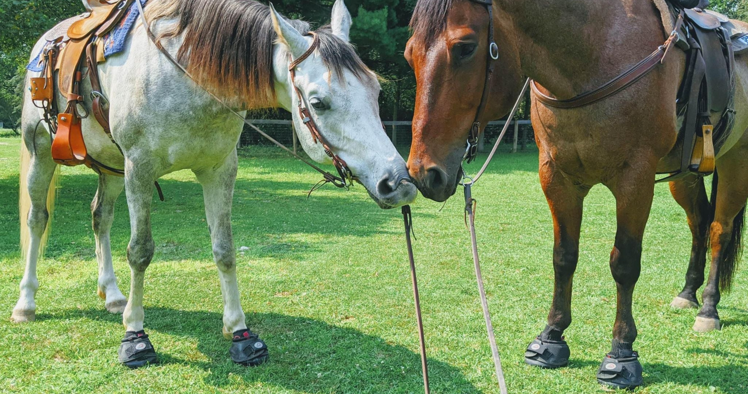 Protect Your Horse’s Legs on the Trail