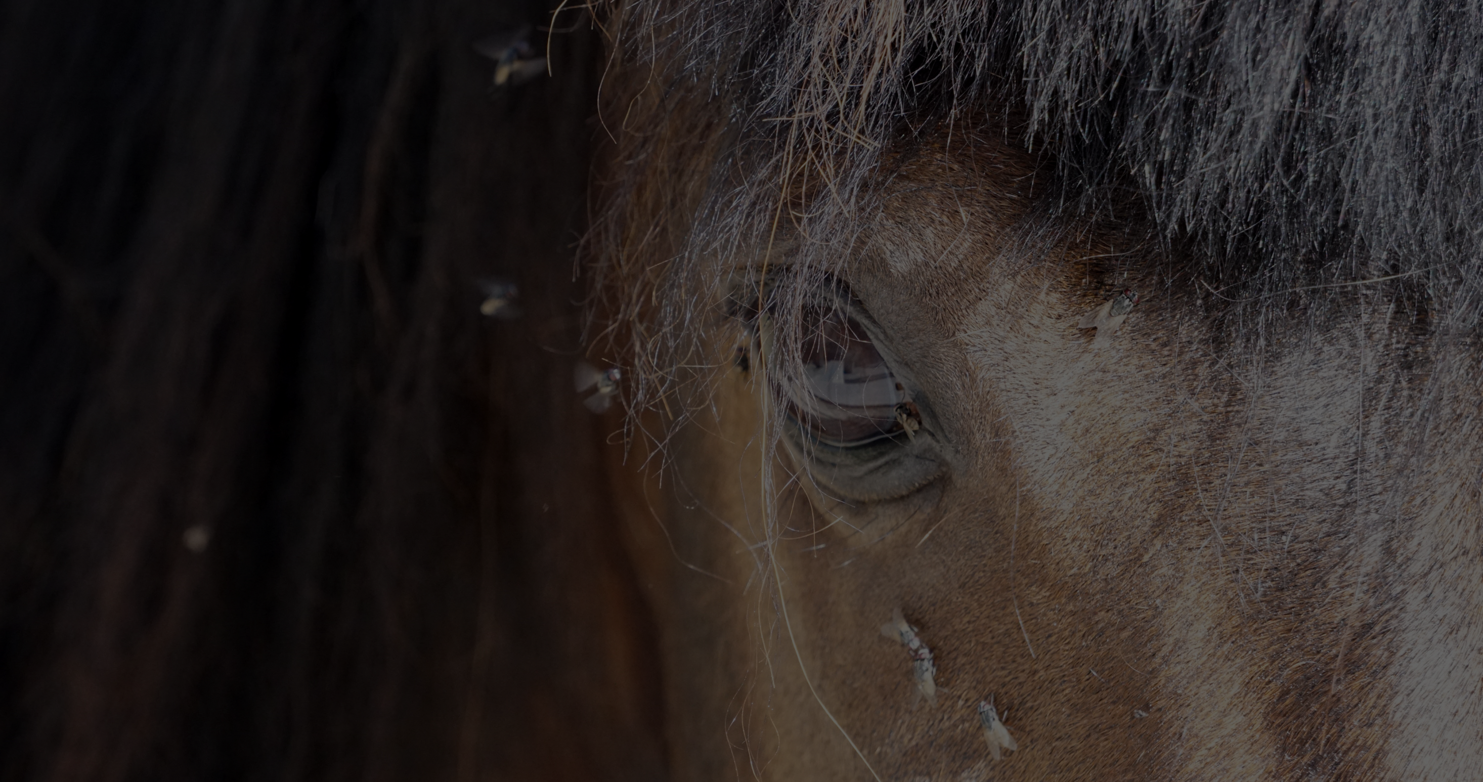 fly control for horses