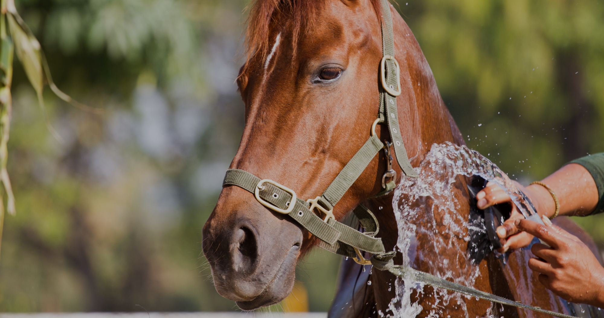horse bath, horse bathing supplies