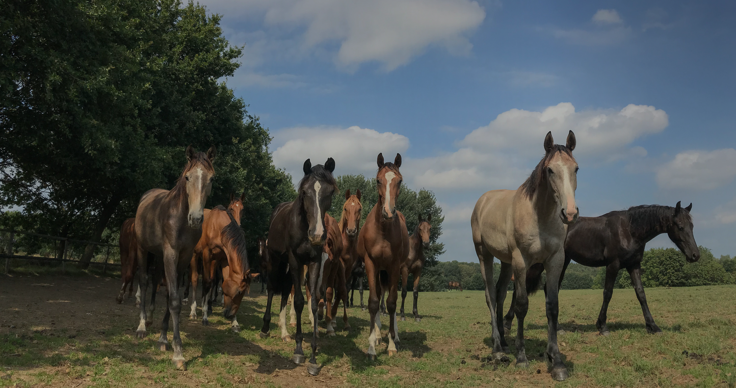 herd of horses stand in green field with horse flies