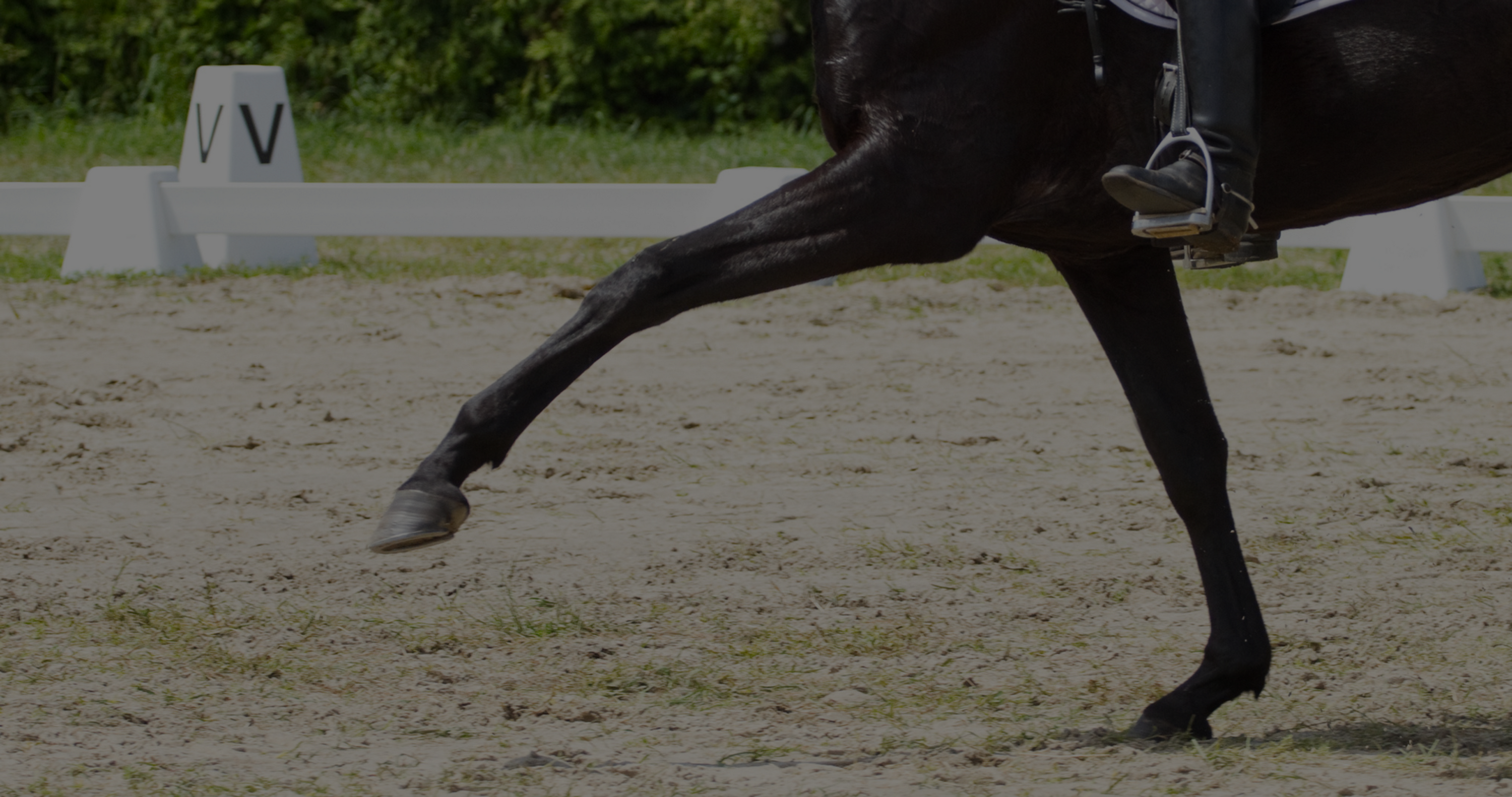 horse at a dressage show