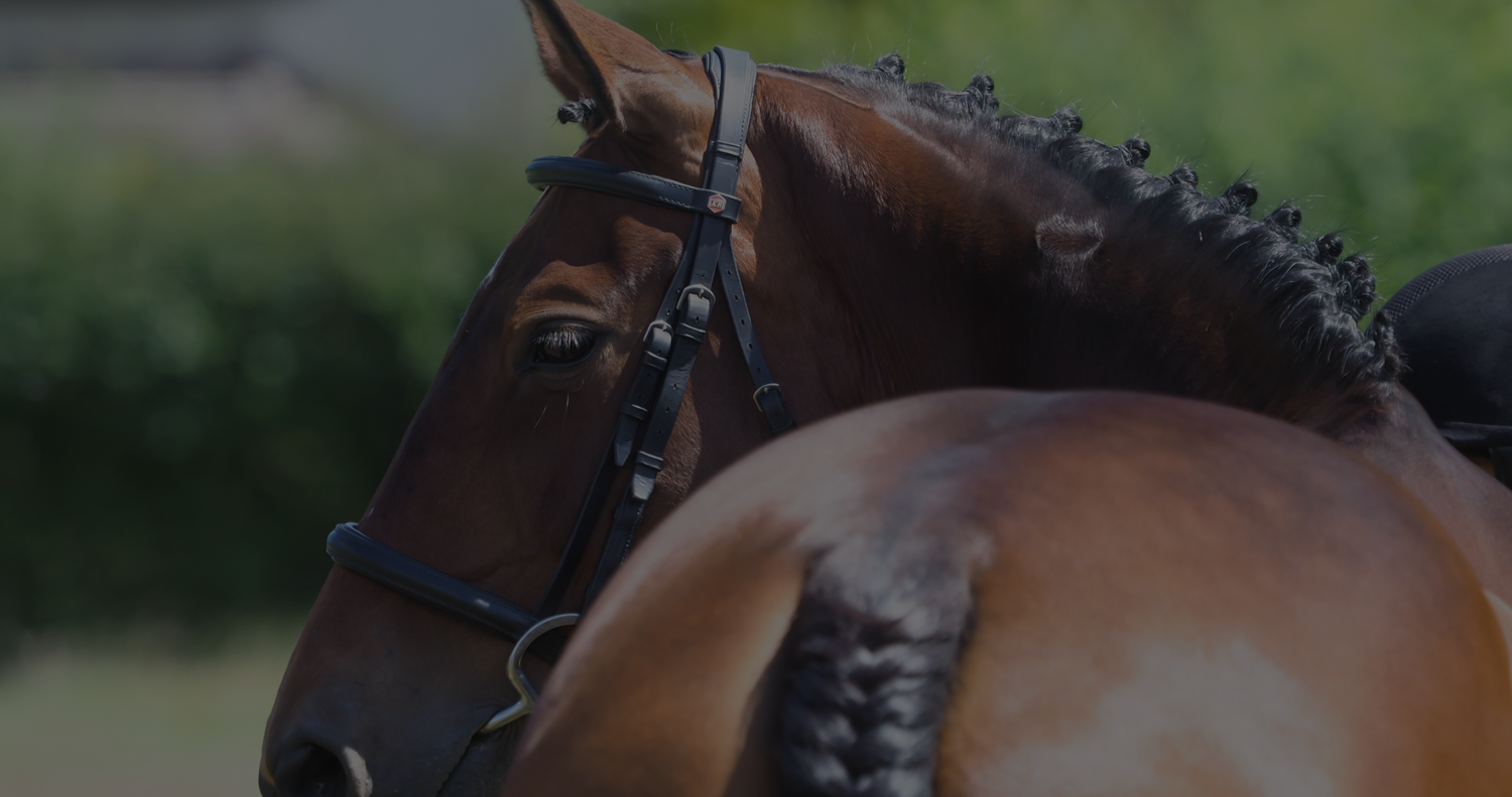 braided horse for competitions and pony shows