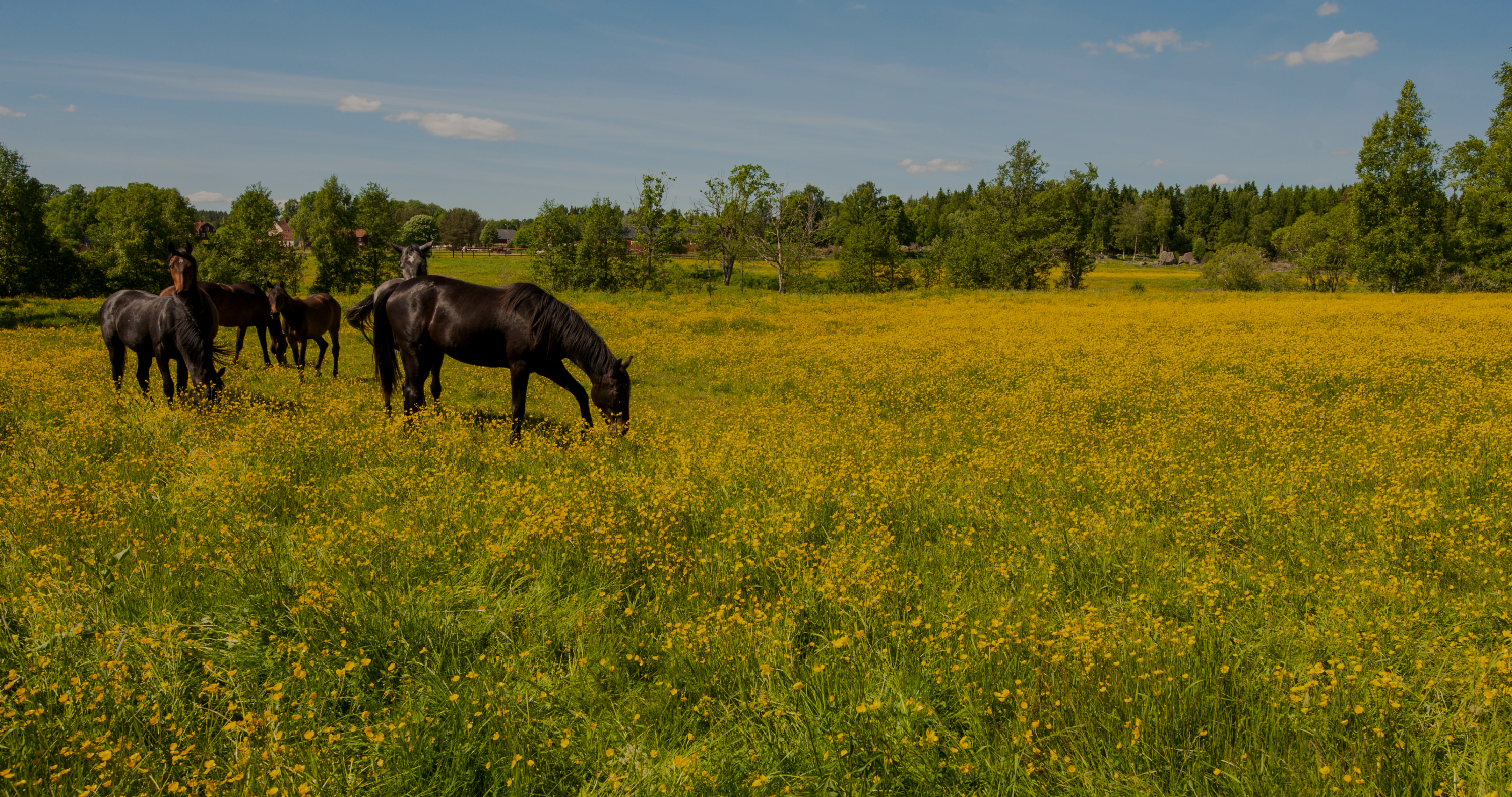 spring horse hoof care