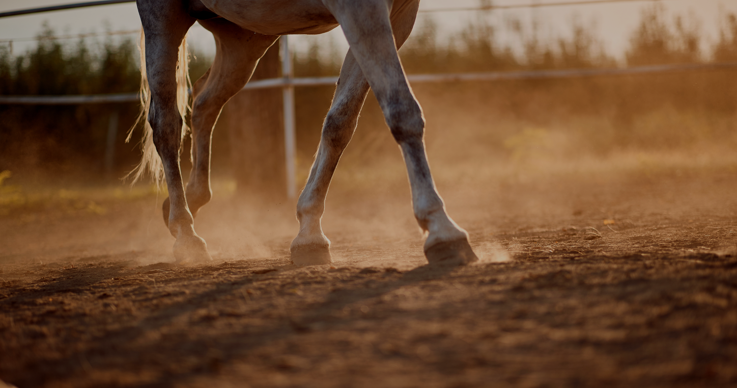 dusty hoof, best hoof oil for dry hooves