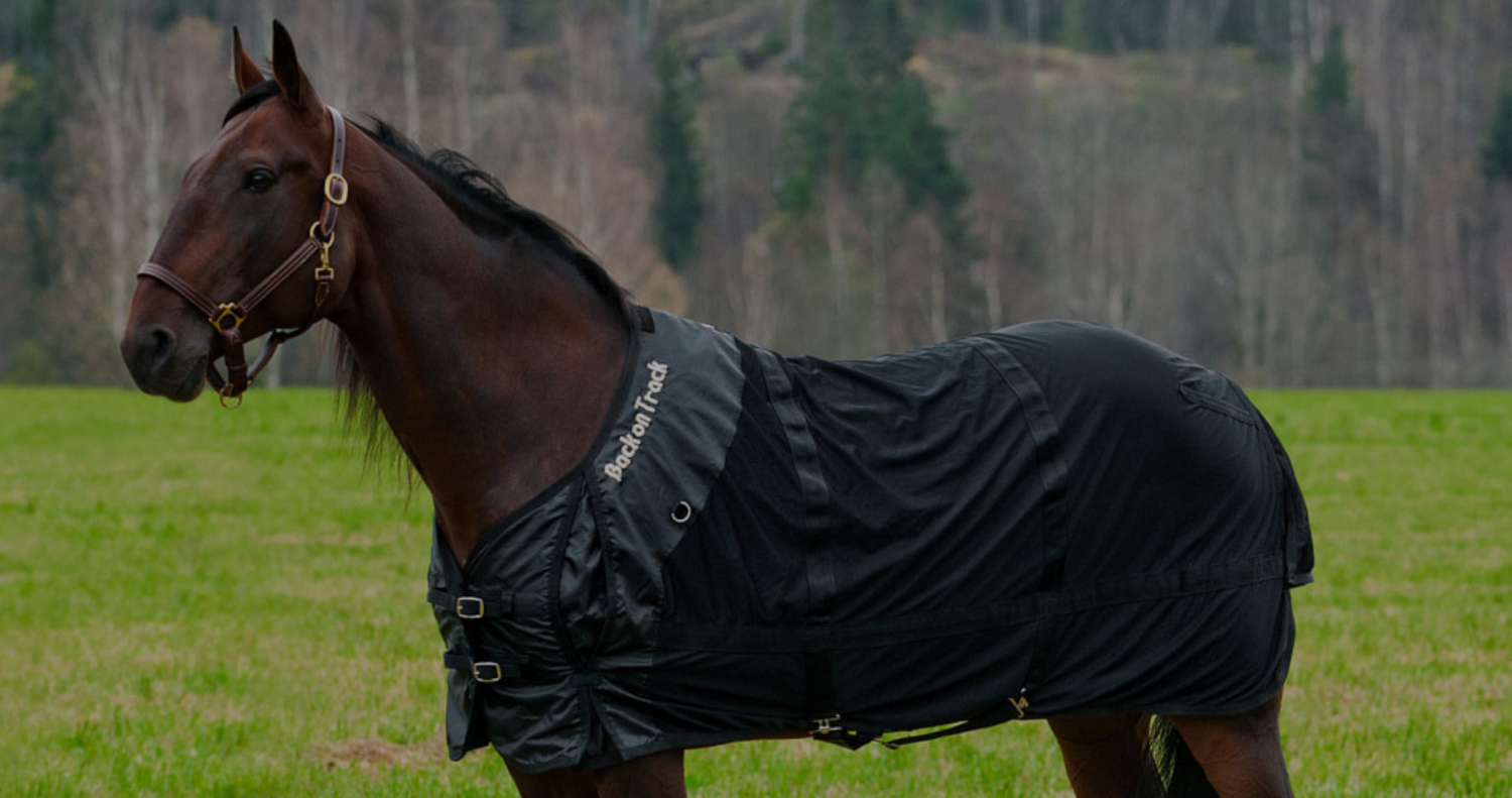 Bay performance horse wearing Back on Track therapeutic blanket. 
