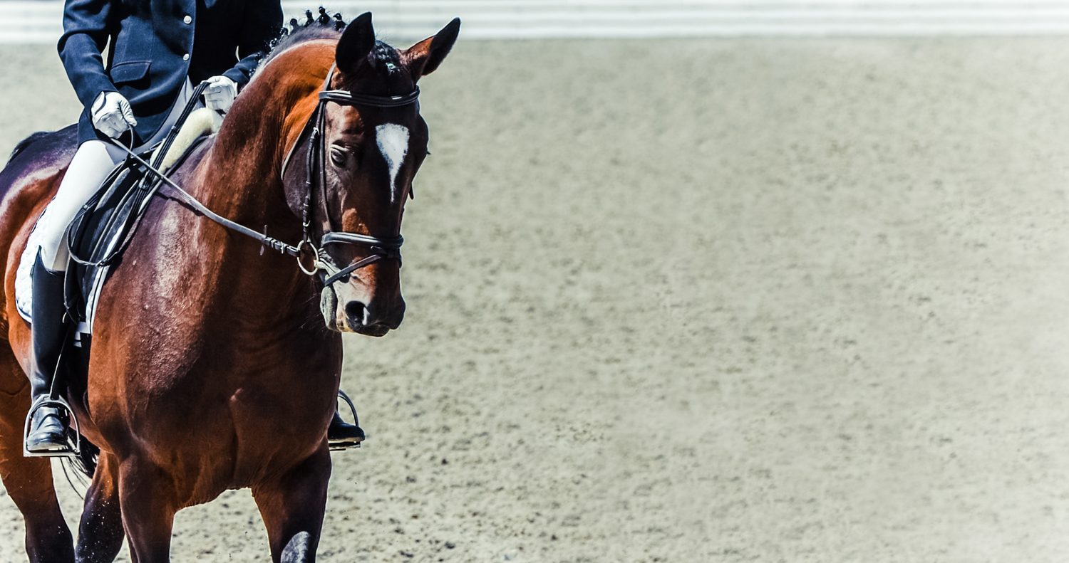 Bay horse at english horse show