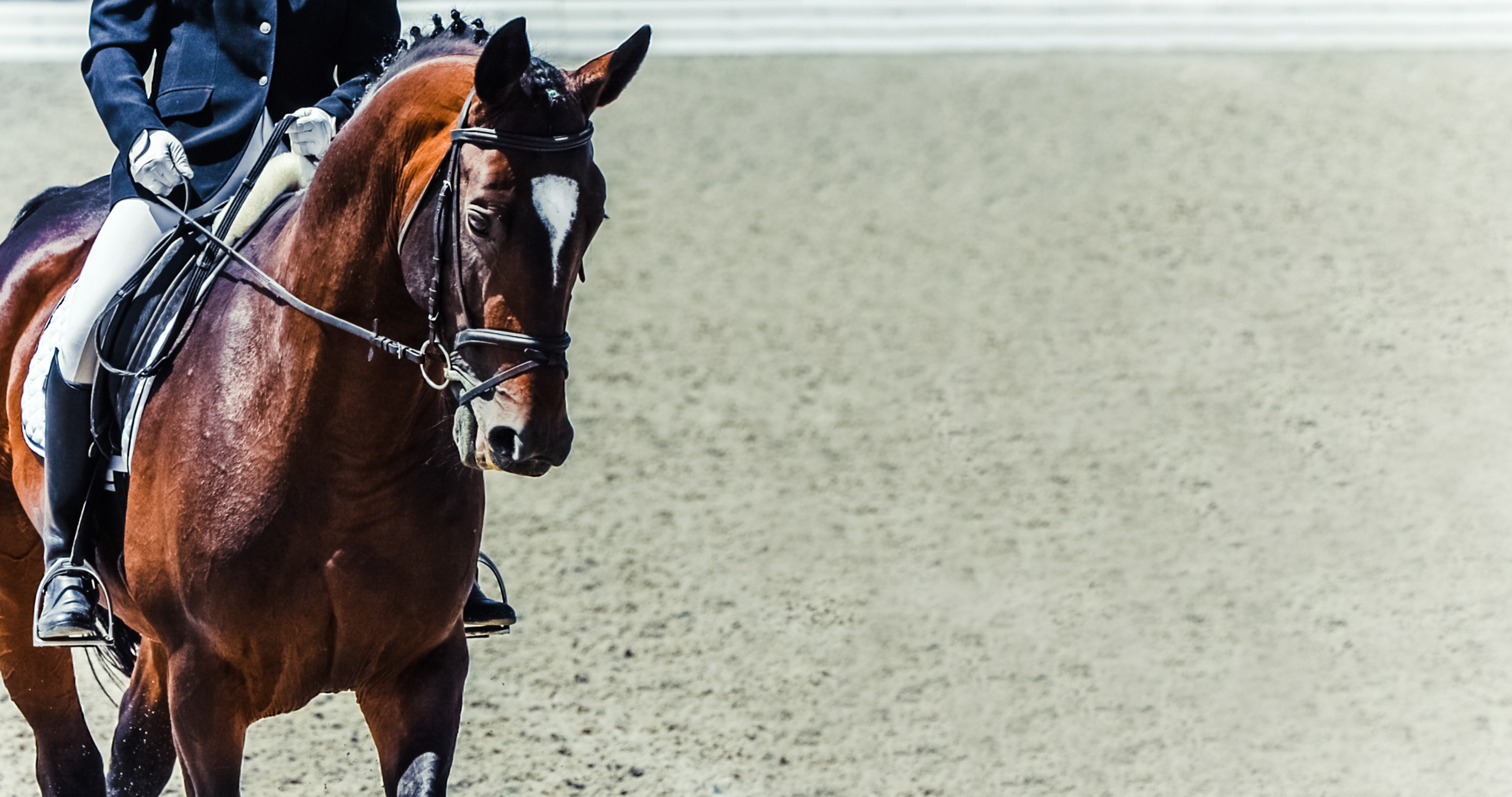 English Horse Show Glossary | Breeches.com
