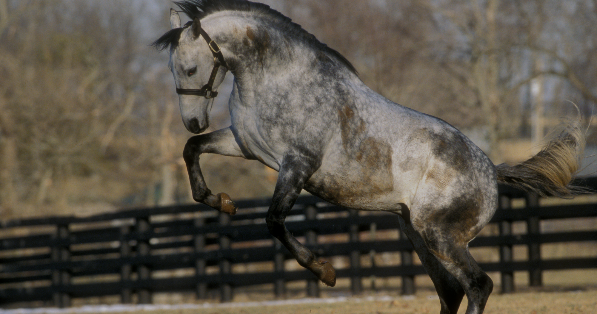 Which Calming Supplement is Right for Your Horse?