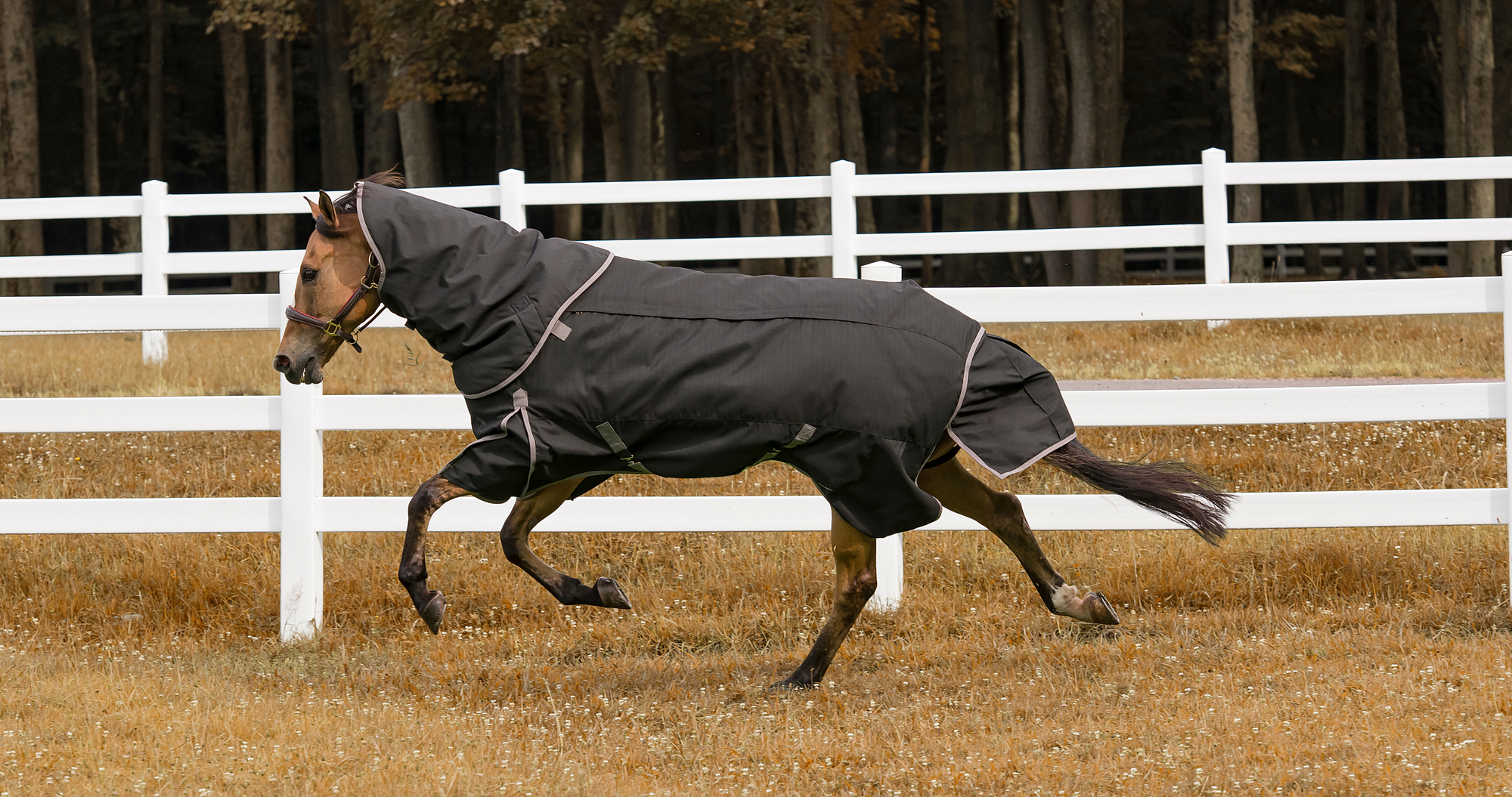 buckskin horse running in paddock wearing horse turnout blanket