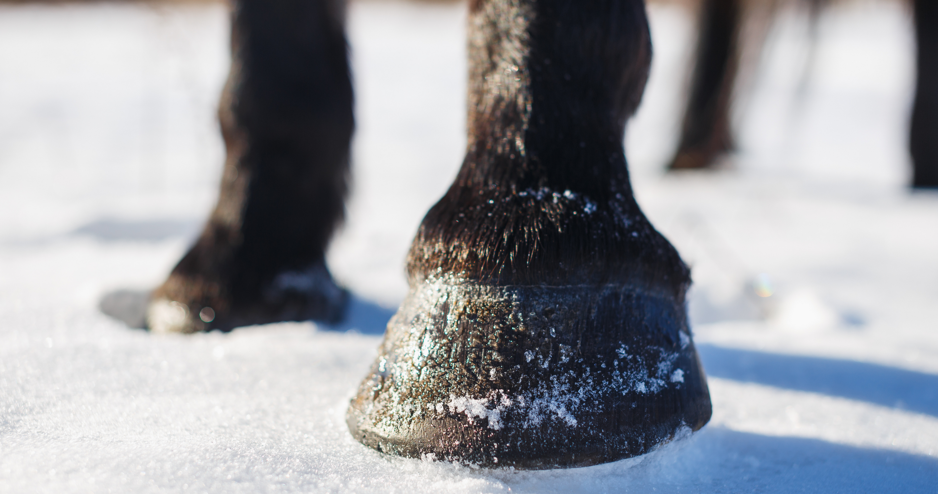 5 Winter Horse Hoof Care Tips