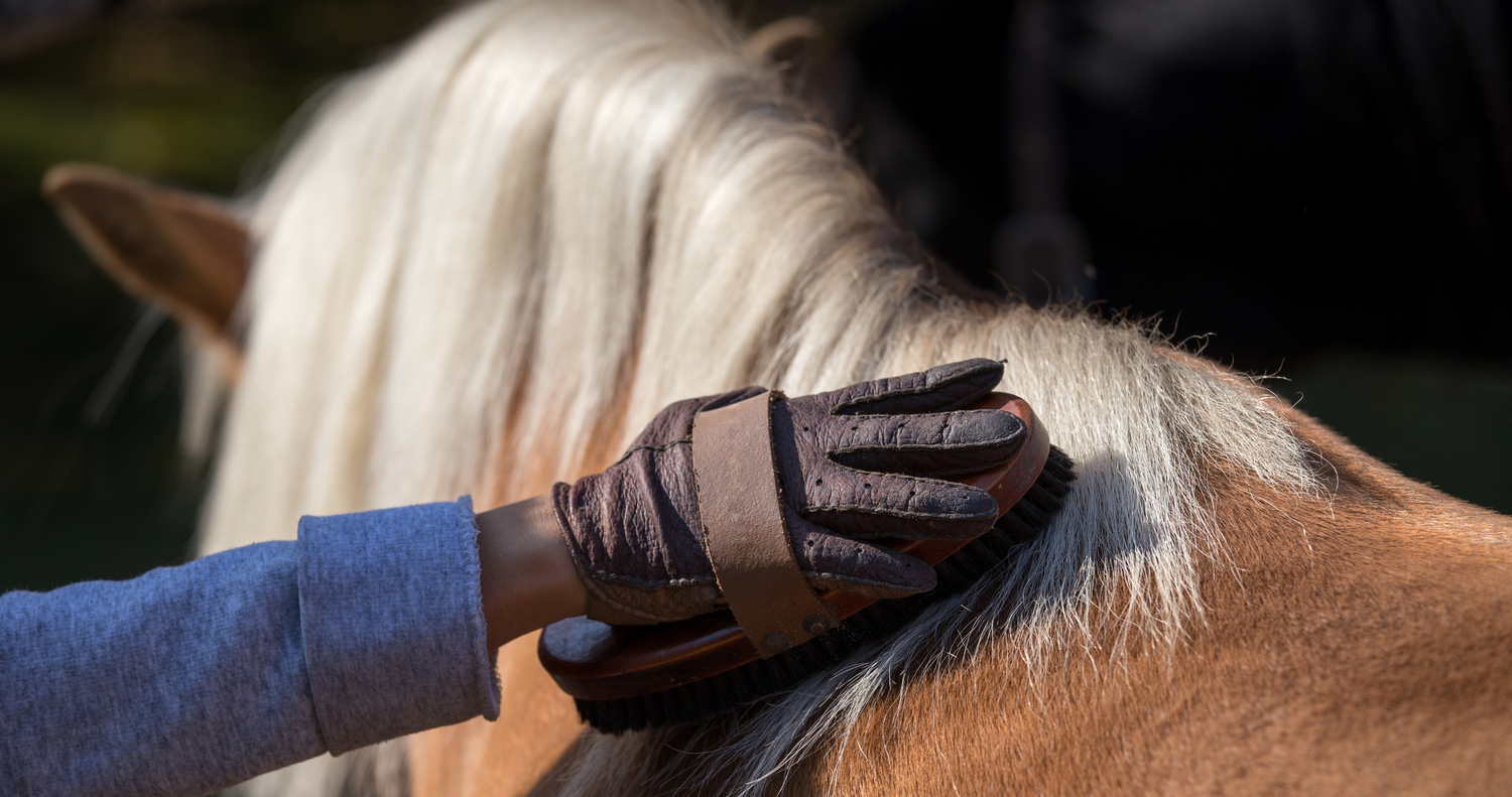 horse grooming tips for winter