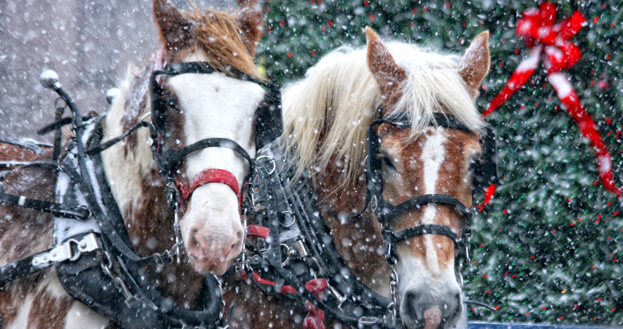 two draft horses pulling a sleigh in front a green pine tree with a red ribbon. Equestrian holiday, horse gifts, gift ideas for horseback riders. 